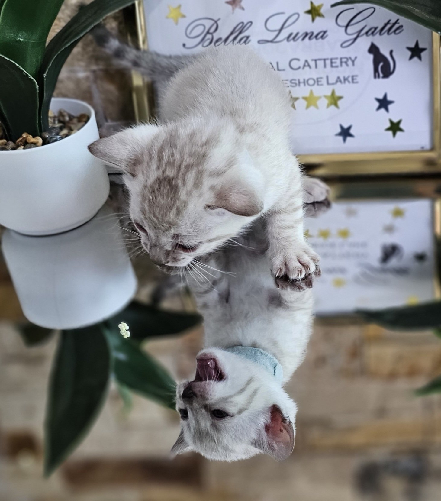 Purebred TICA Registered Male Snow Rosette Bengal Kitten in Minnesota