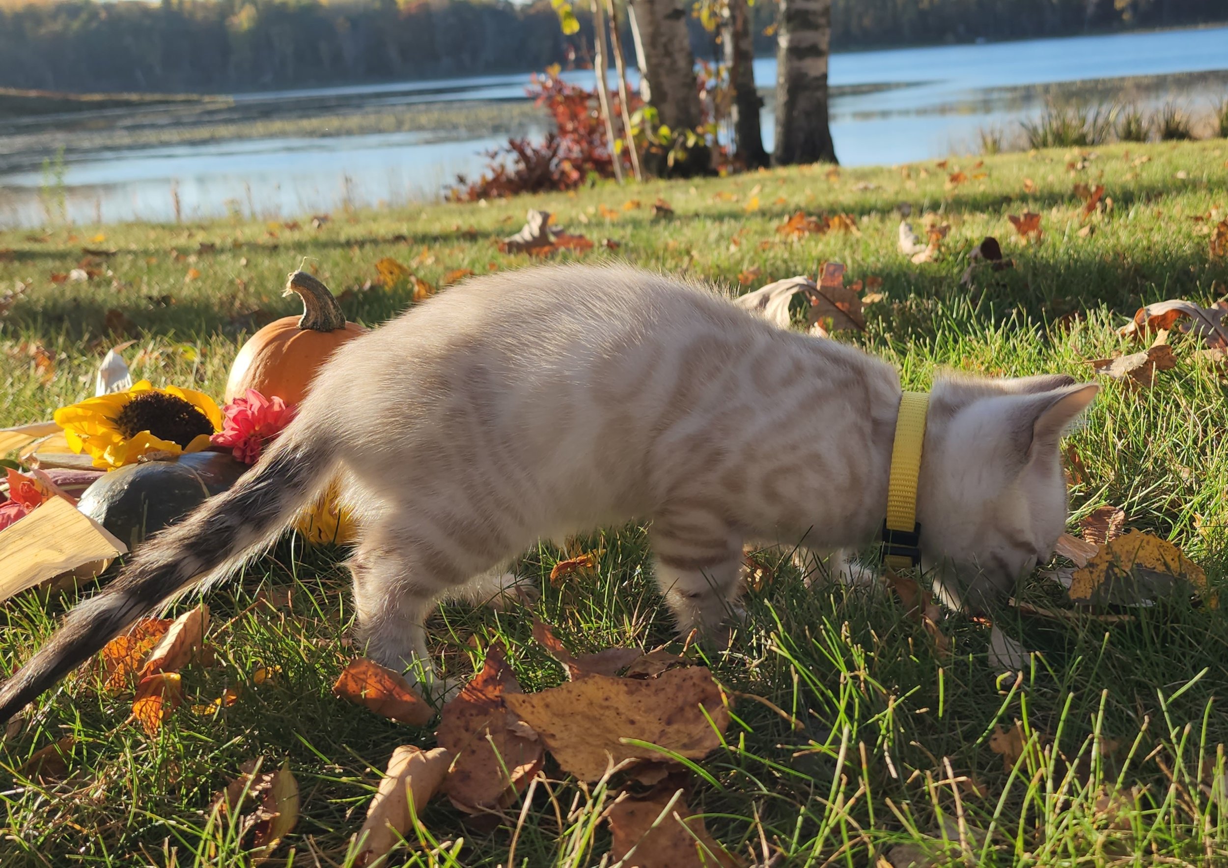 Male Snow Bengal in Minnesota