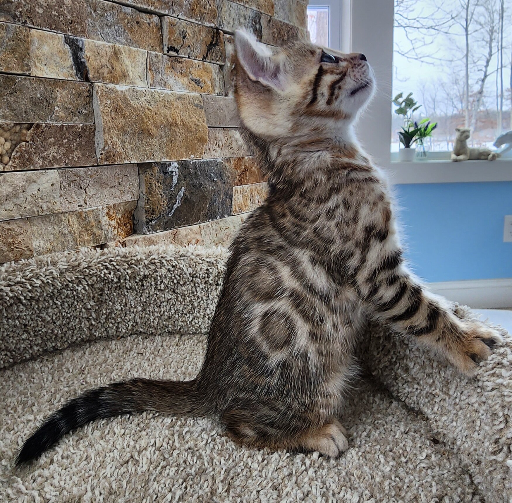 Purebred TICA Registered Female Brown Rosette Bengal Kitten Available in Minnesota