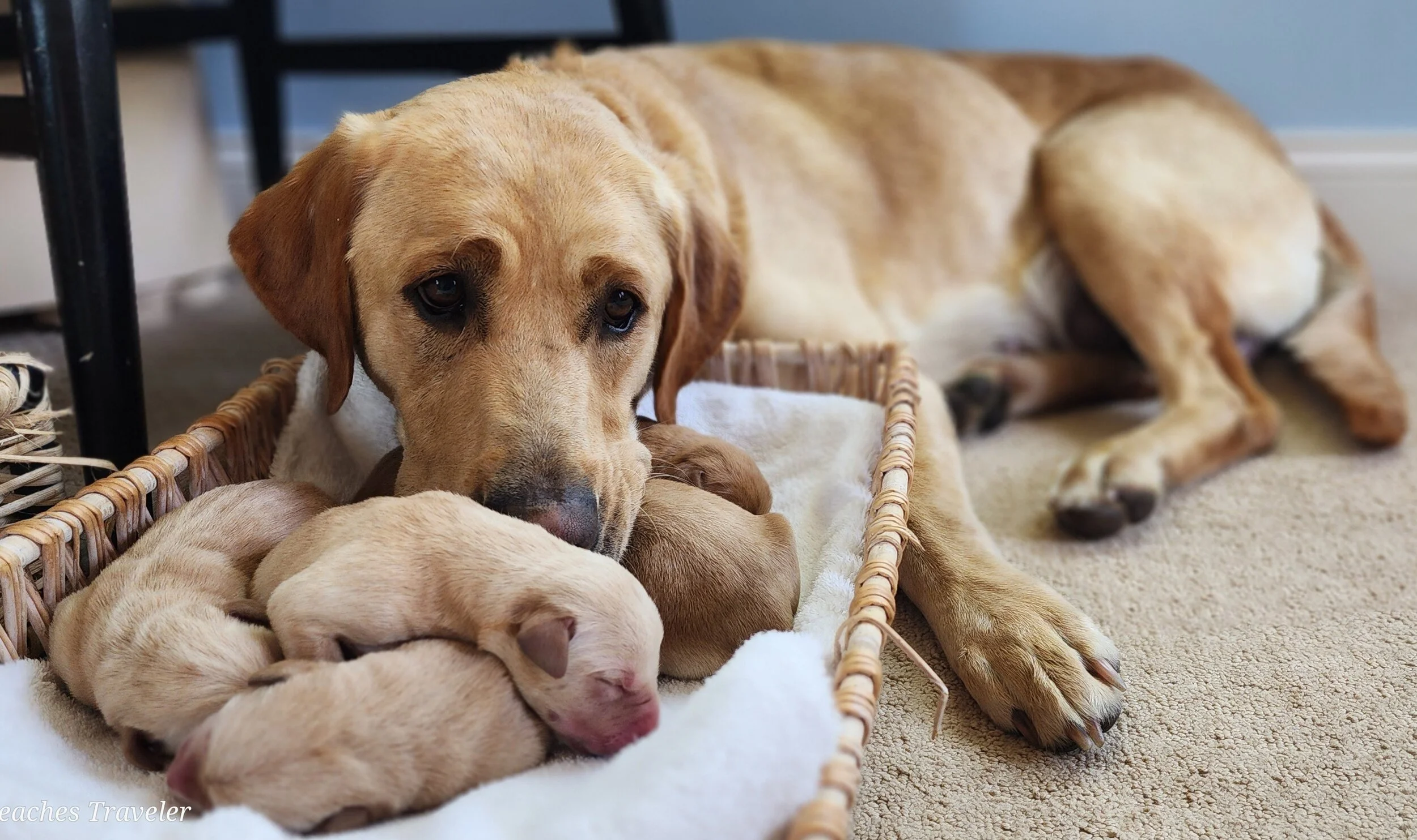 OFA Health Tested AKC Yellow Fox Red Labrador Retriever Puppies Available in Minnesota