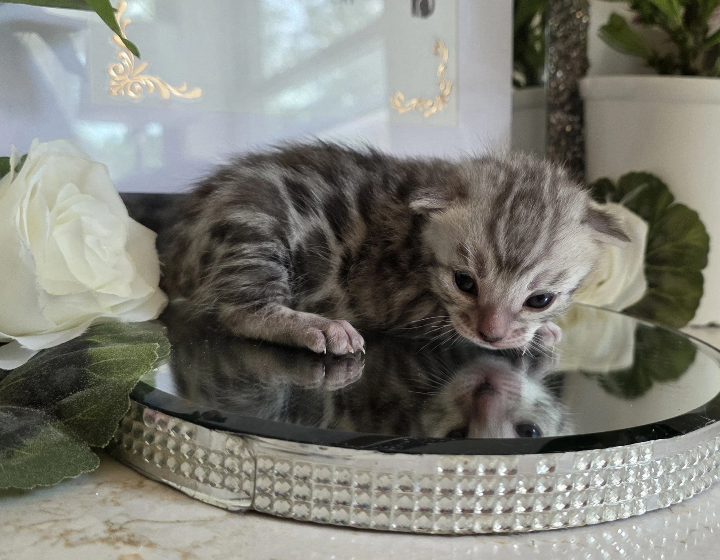 Two-Week-Old Silver Female Bengal Kitten