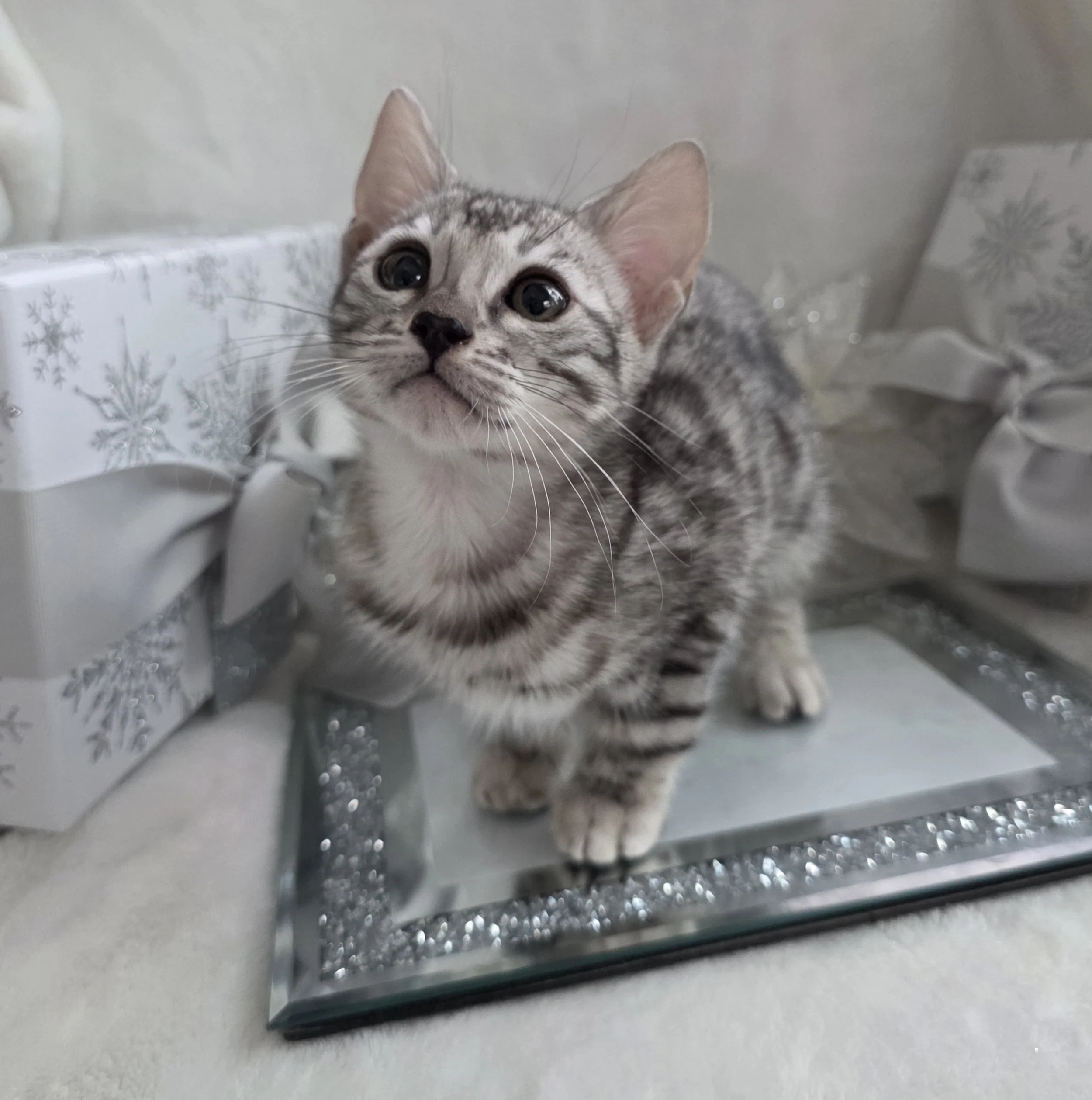 Ten-Week-Old, Female, Silver, Bengal Kitten