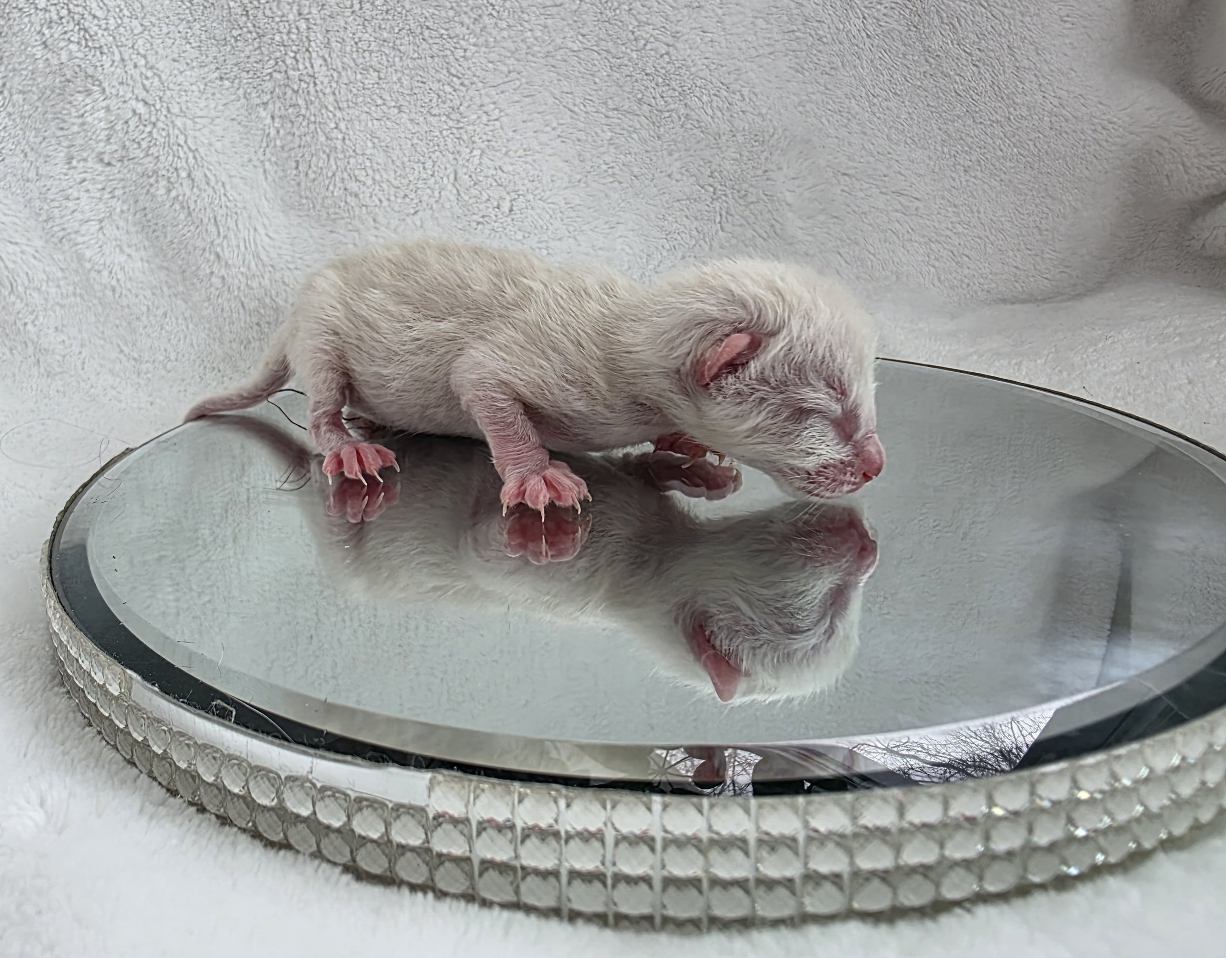 Newborn Female Snow Lynx Bengal Kitten