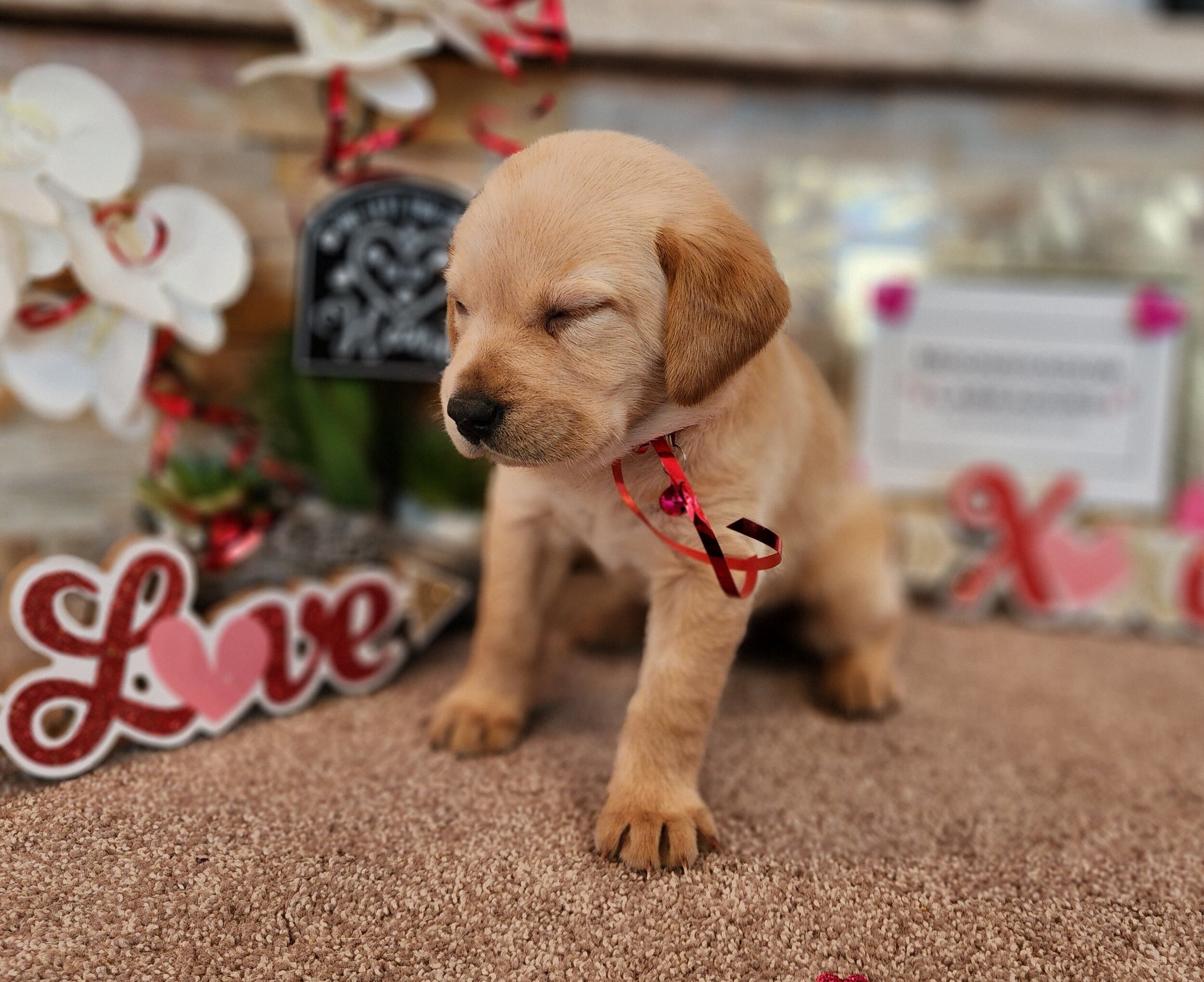 OFA Health Tested AKC Yellow Fox Red Labrador Retriever Puppies Available in Minnesota