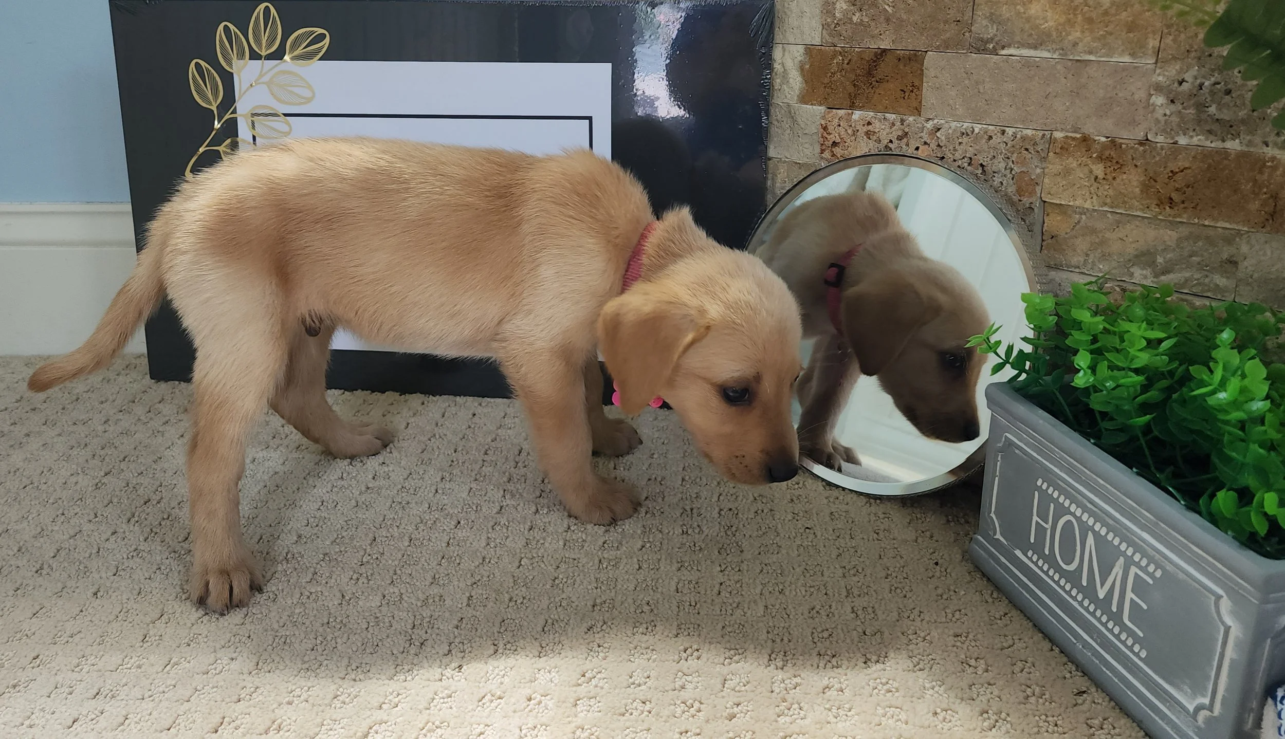 Fox Red Labrador Retriever Puppy