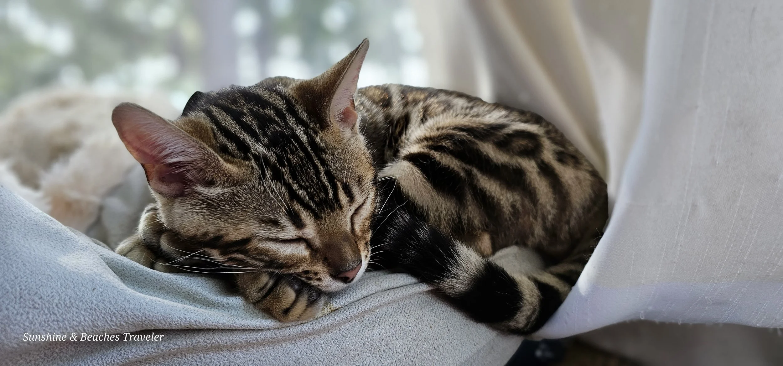 Sleeping Bengal Kitten