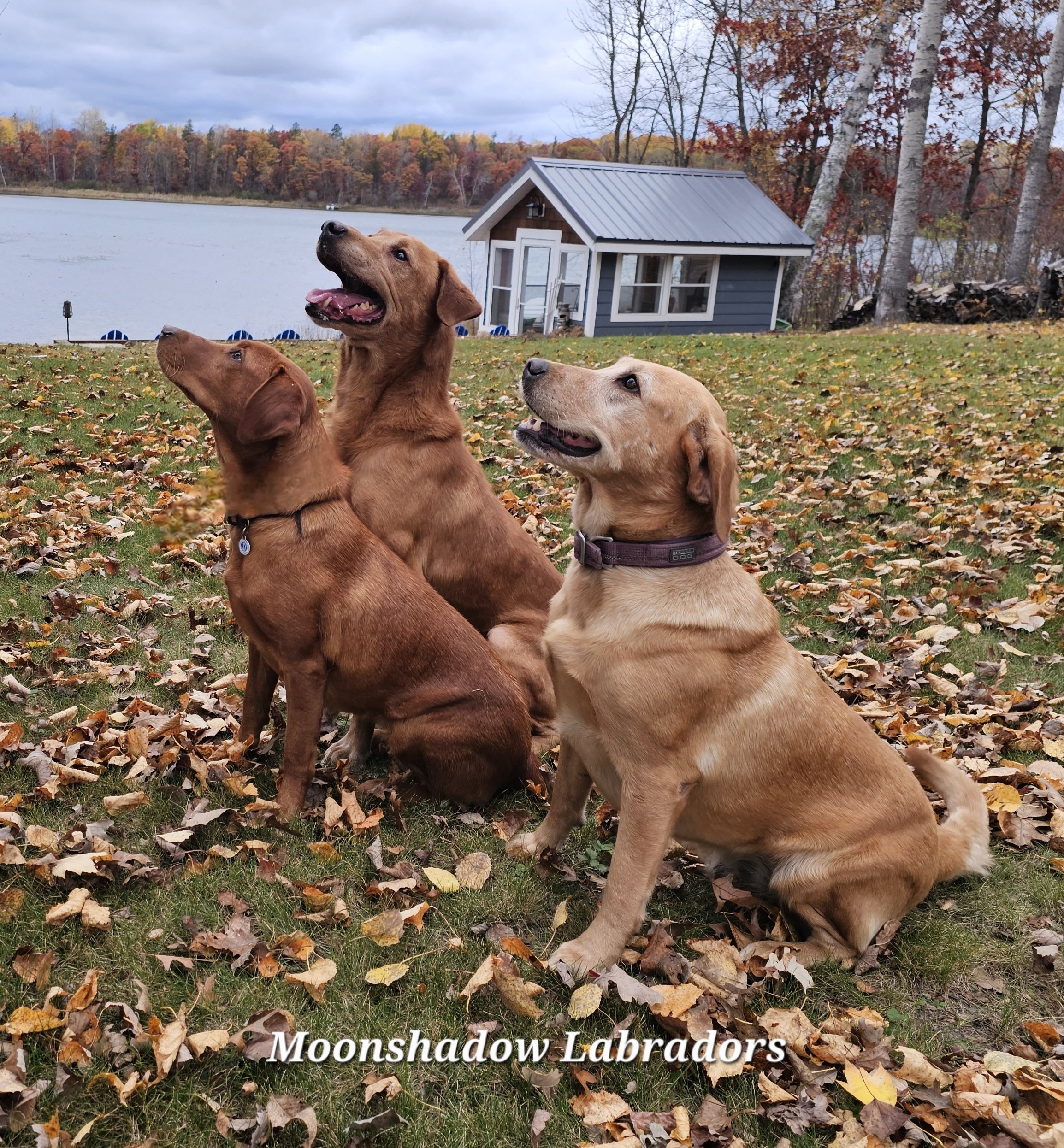 Yellow Fox Red Labrador Retrievers