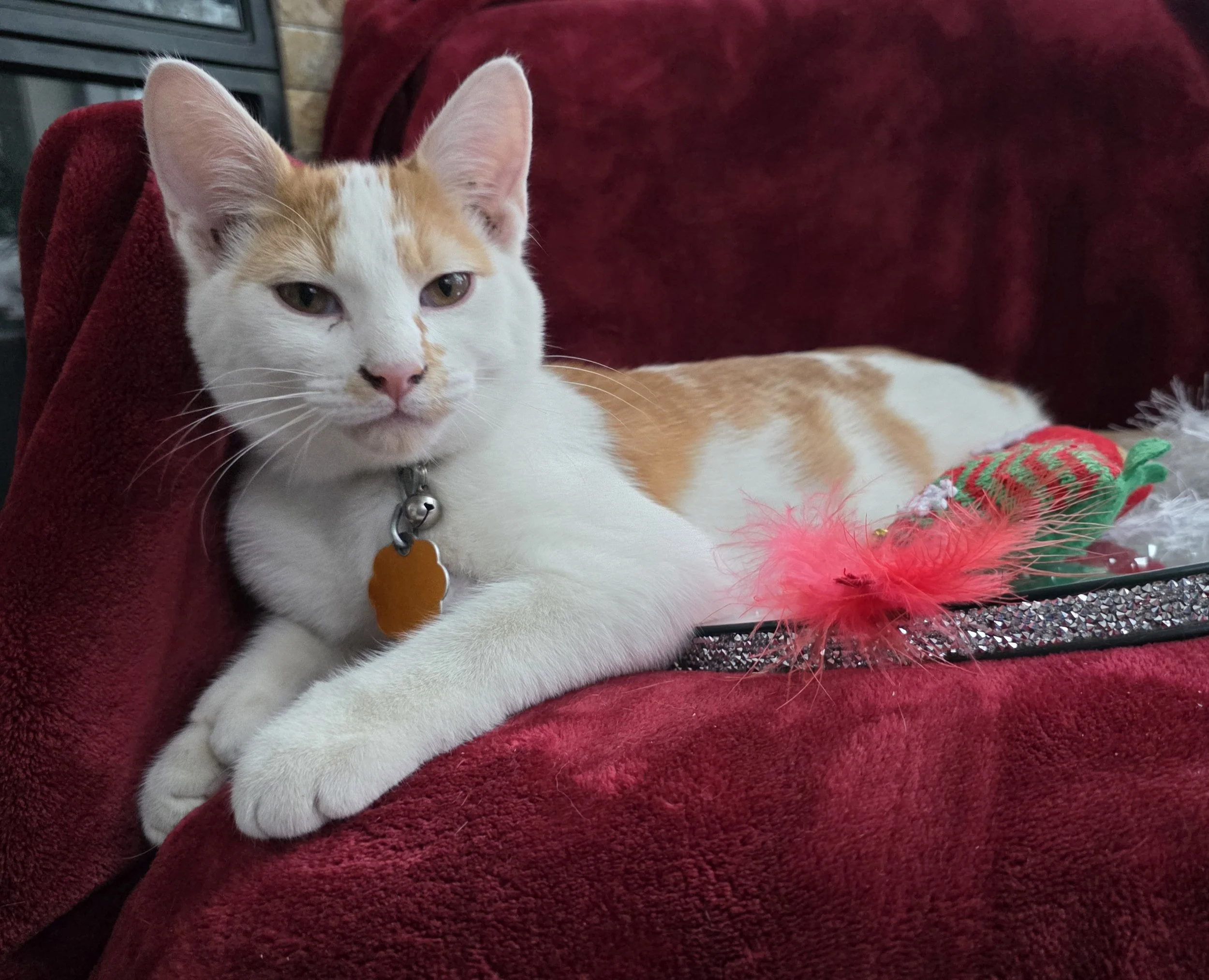 Male Orange and White Kitten
