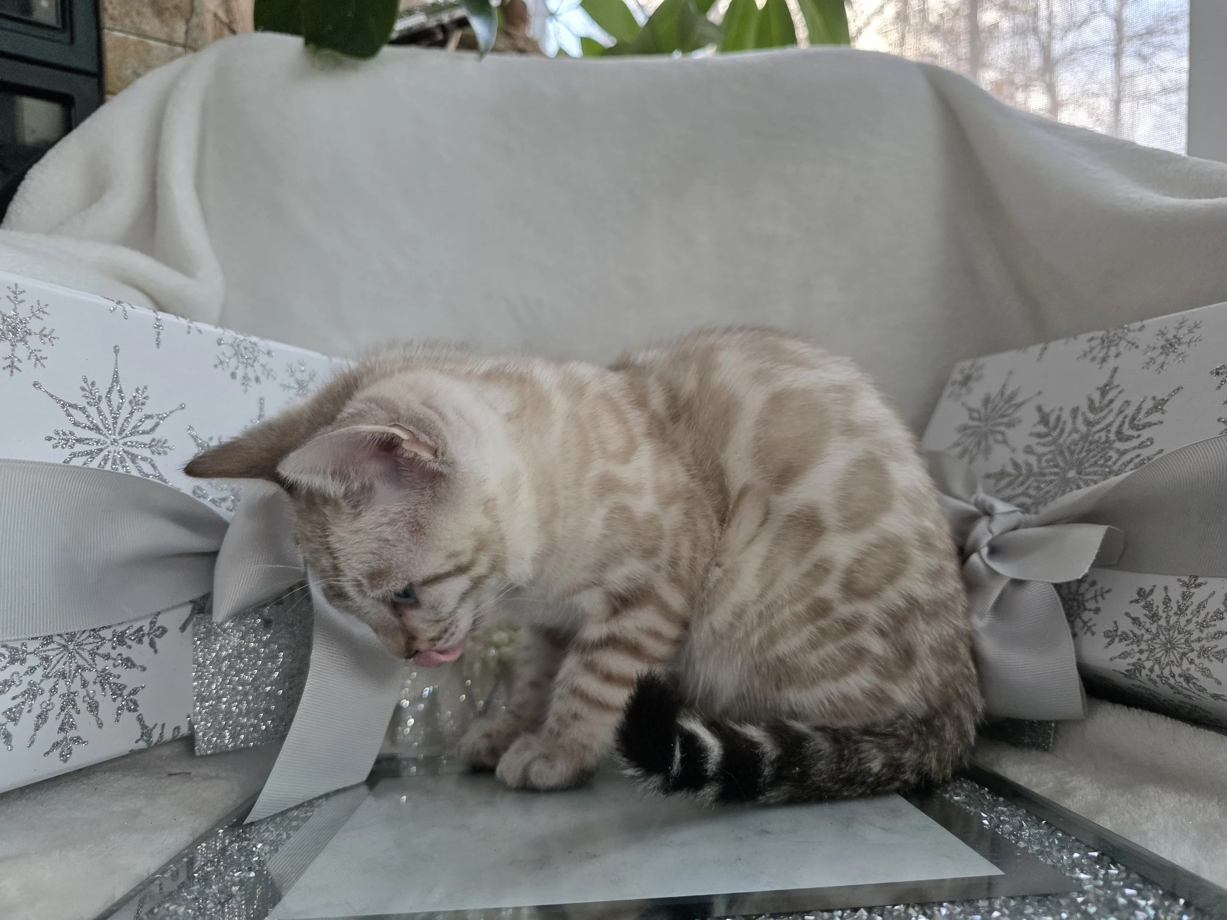 Ten-Week-Old, Male, Snow Lynx, Bengal Kitten