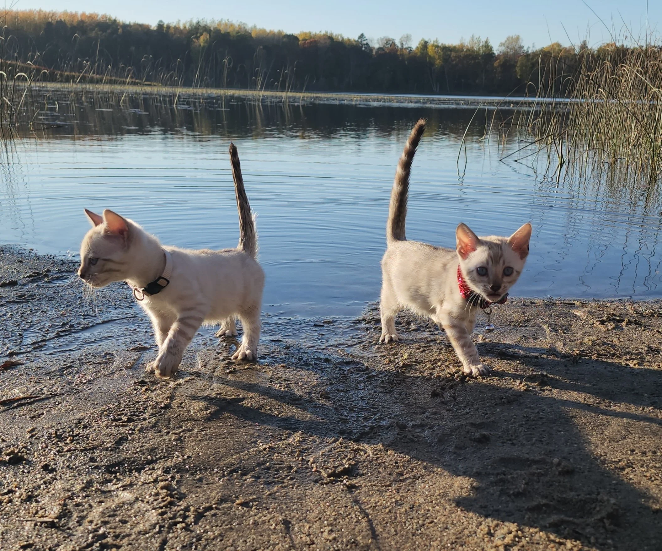 Male Snow Bengal in Minnesota