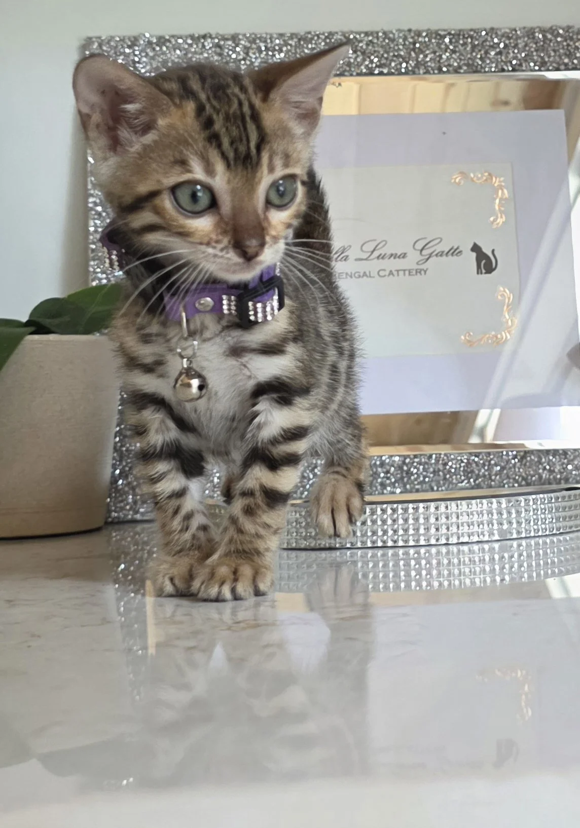 Ten-Week-Old Brown Bengal Kitten