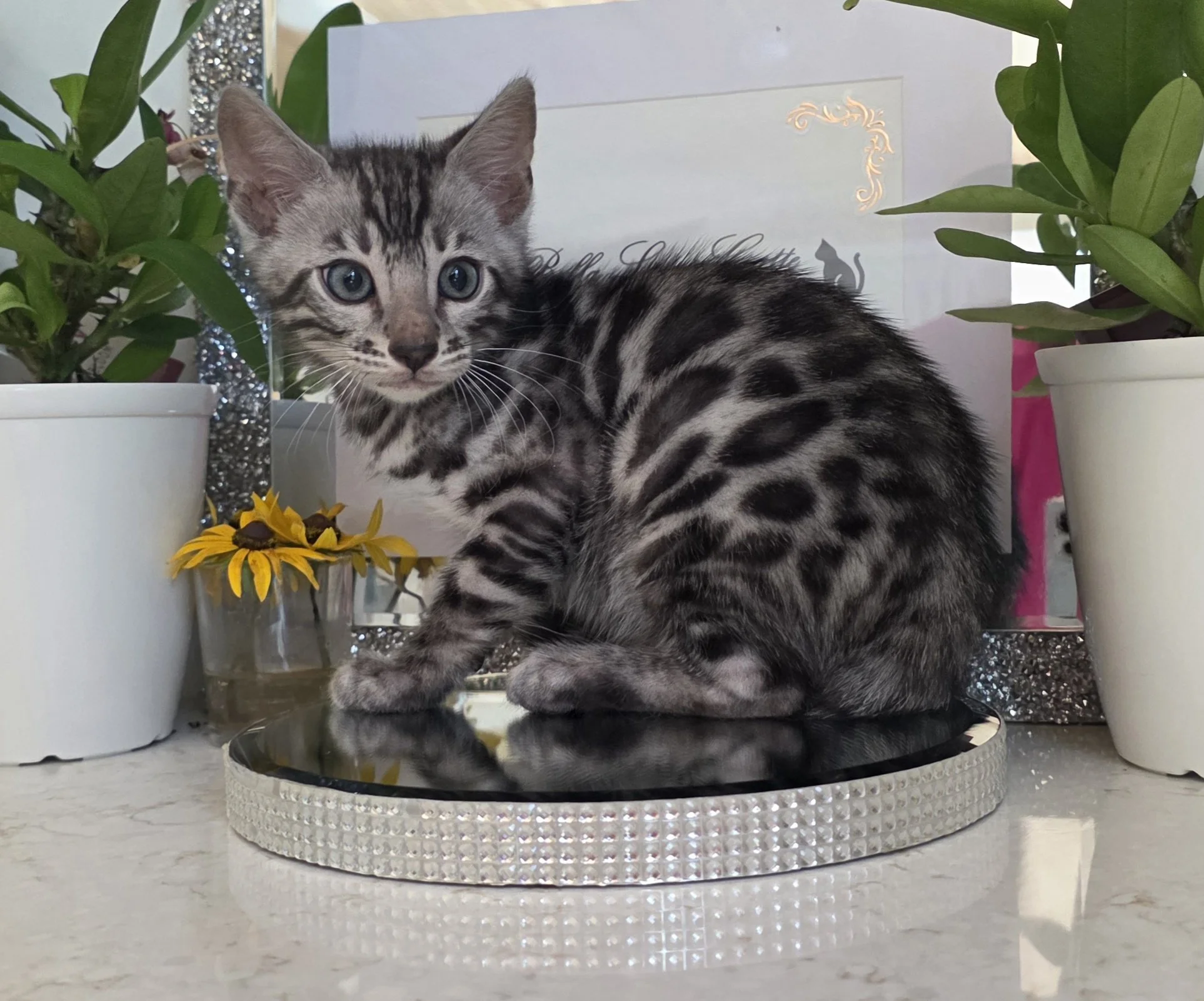 Nine-Week-Old Male Silver Bengal Kitten