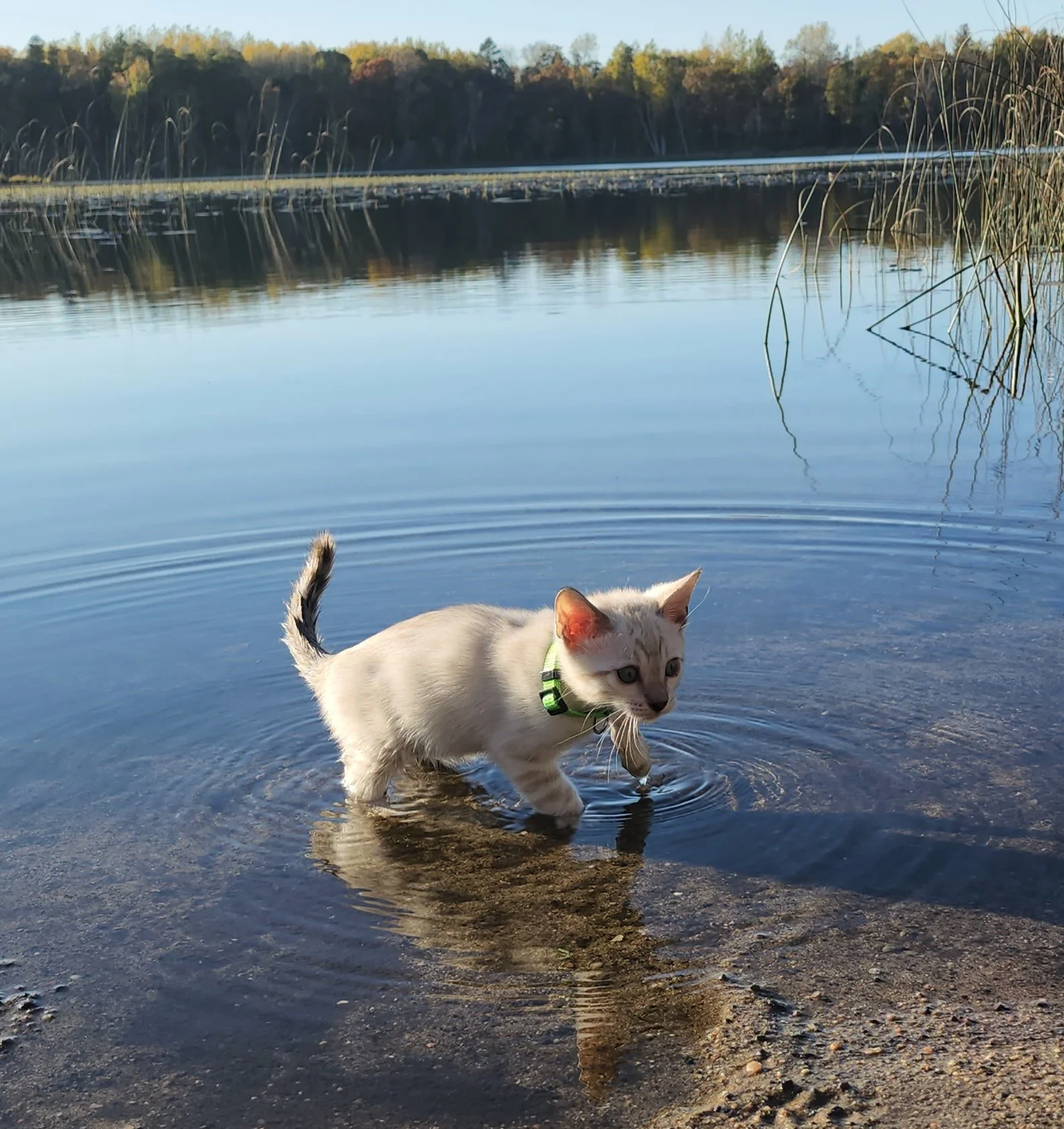 Male Snow Bengal in Minnesota