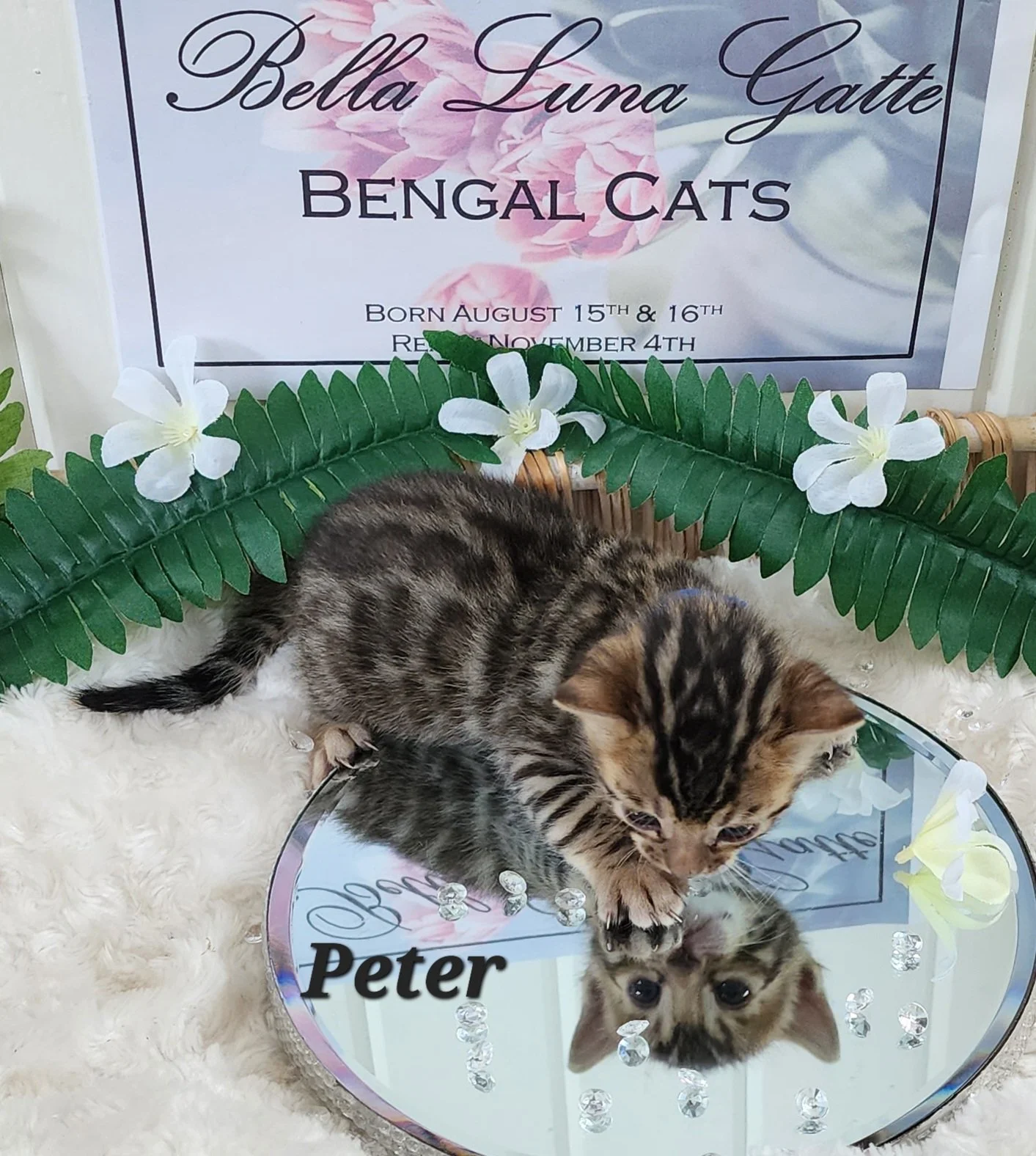 Male Brown/Black Rosette Bengal in Minnesota