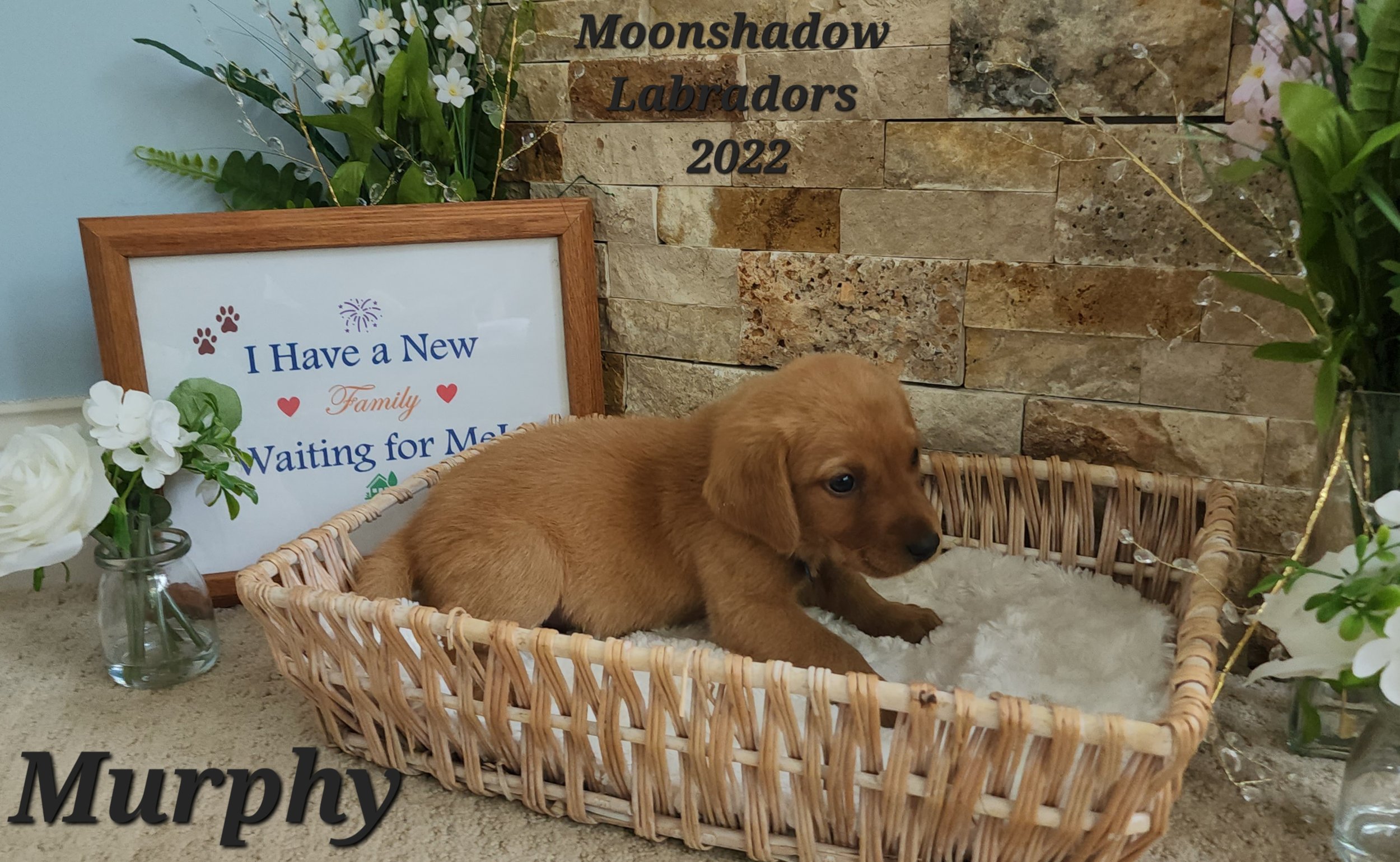 Male Yellow Fox Red Labrador Retriever Puppy in Minnesota