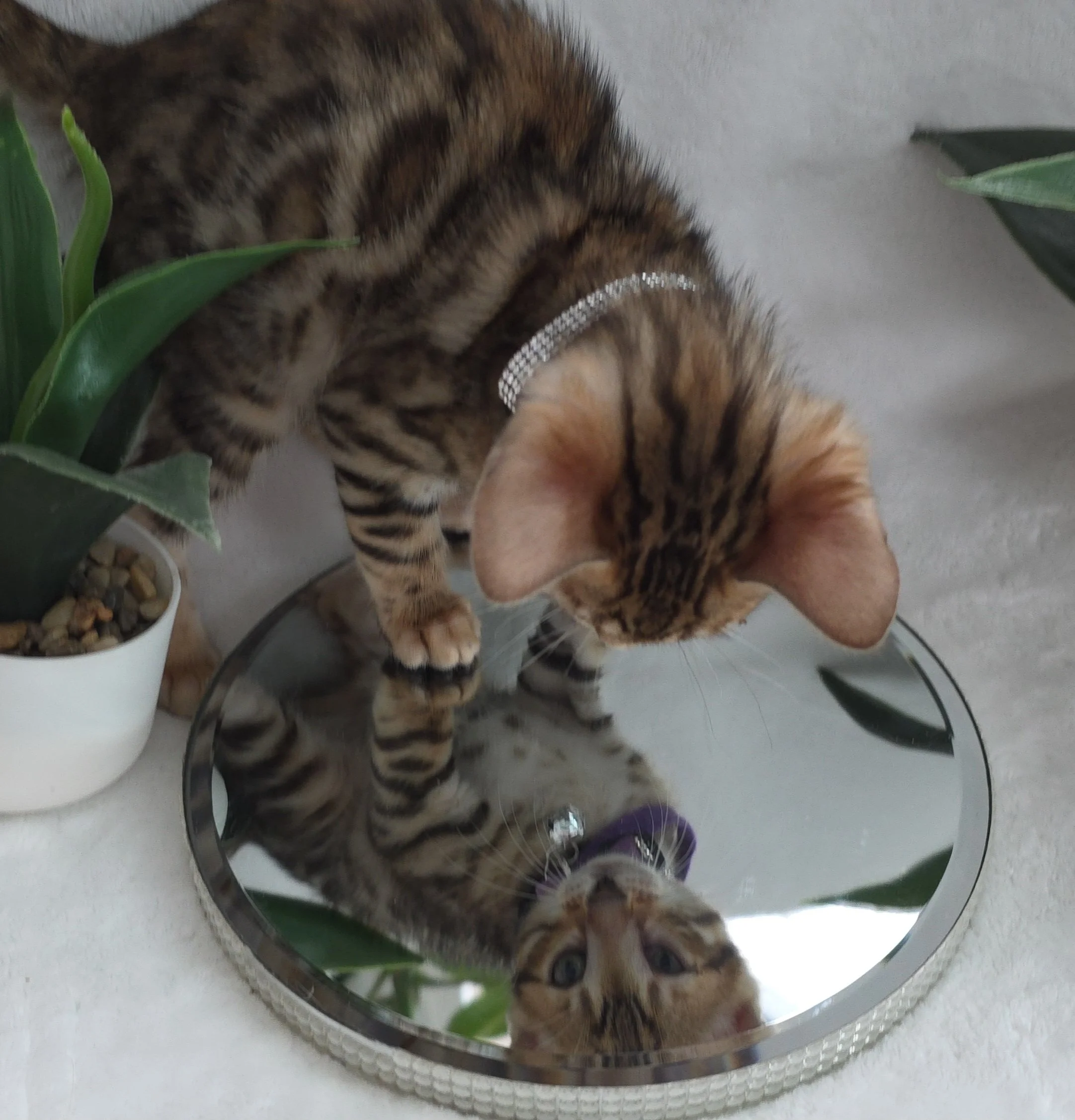 Nine-Week-Old, Female, Brown Rosette, Bengal Kitten