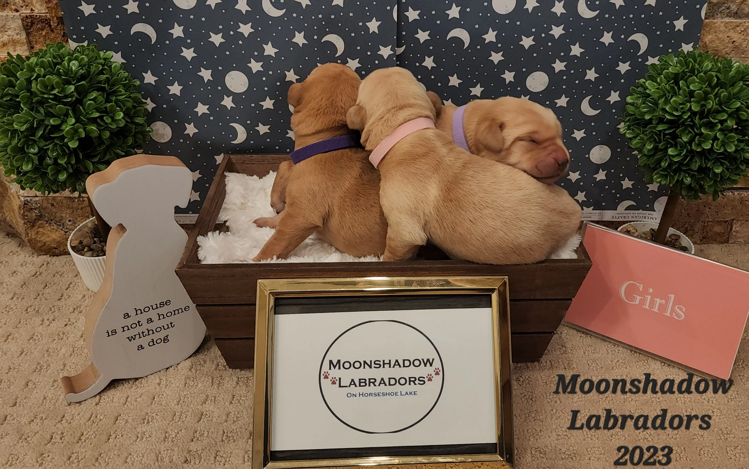 AKC Yellow Fox Red Labrador Retriever Puppies Available in Minnesota