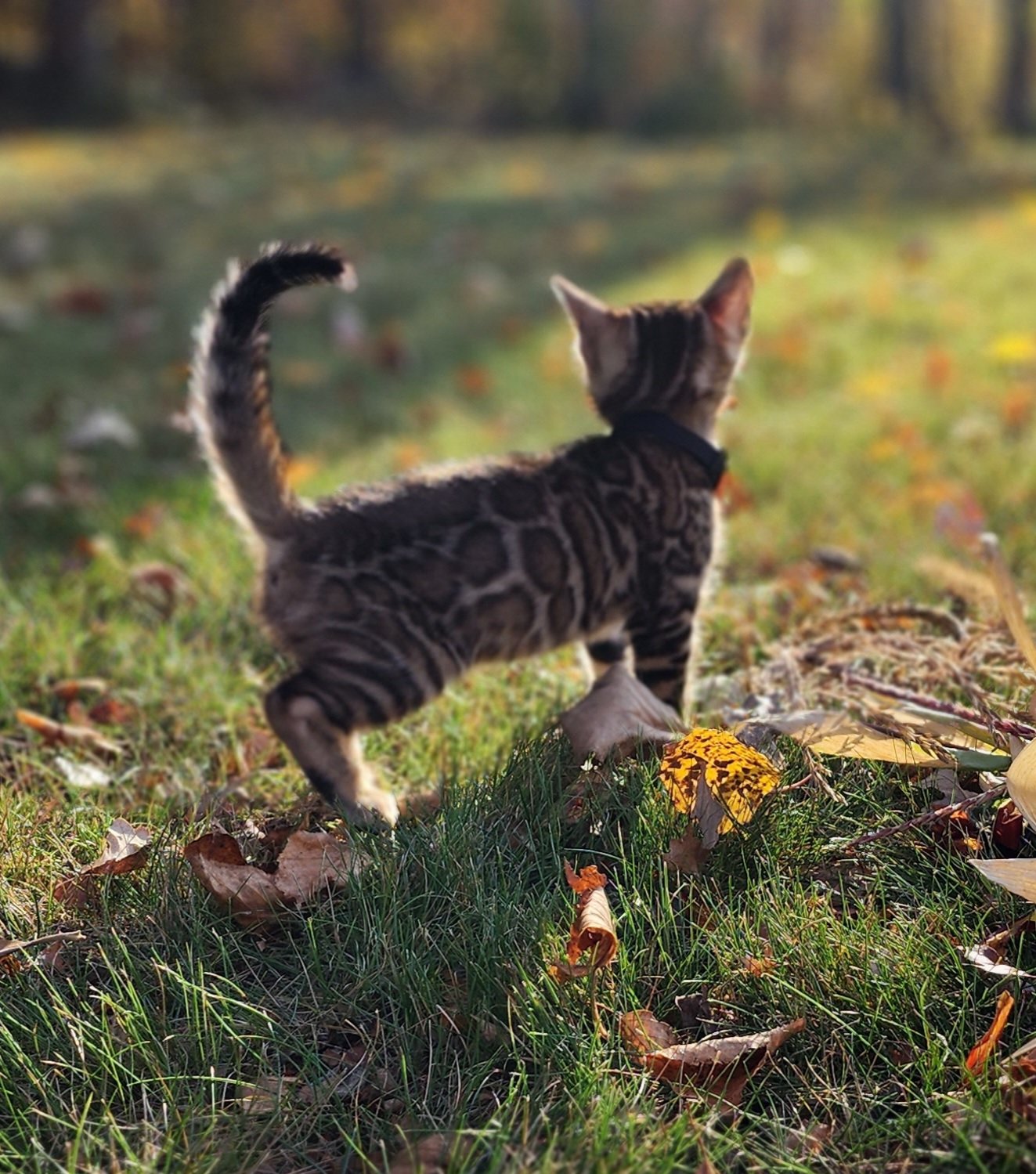 Male Brown/Black Rosette Bengal in Minnesota