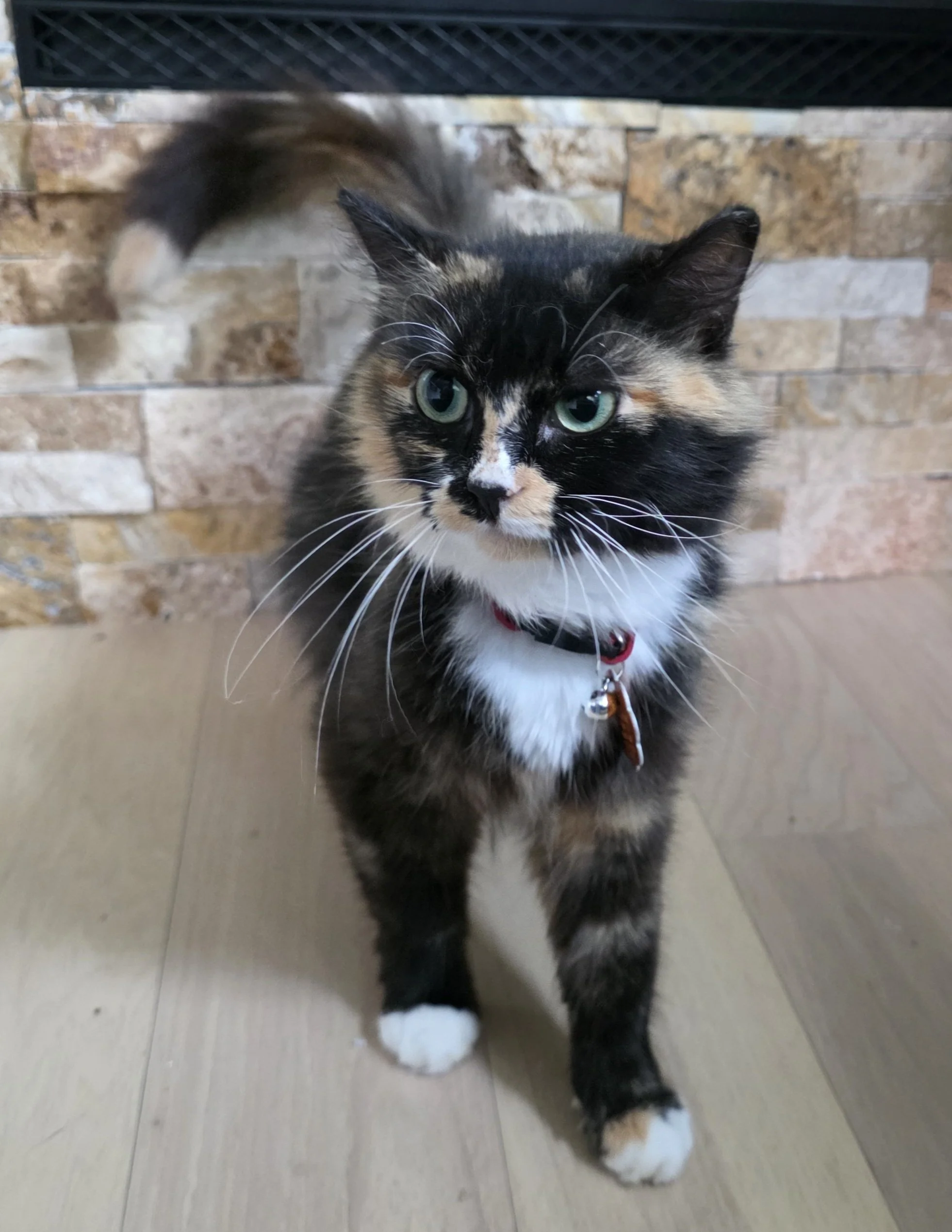 Female Tortoiseshell/Calico "Tortico" Cat for Adoption