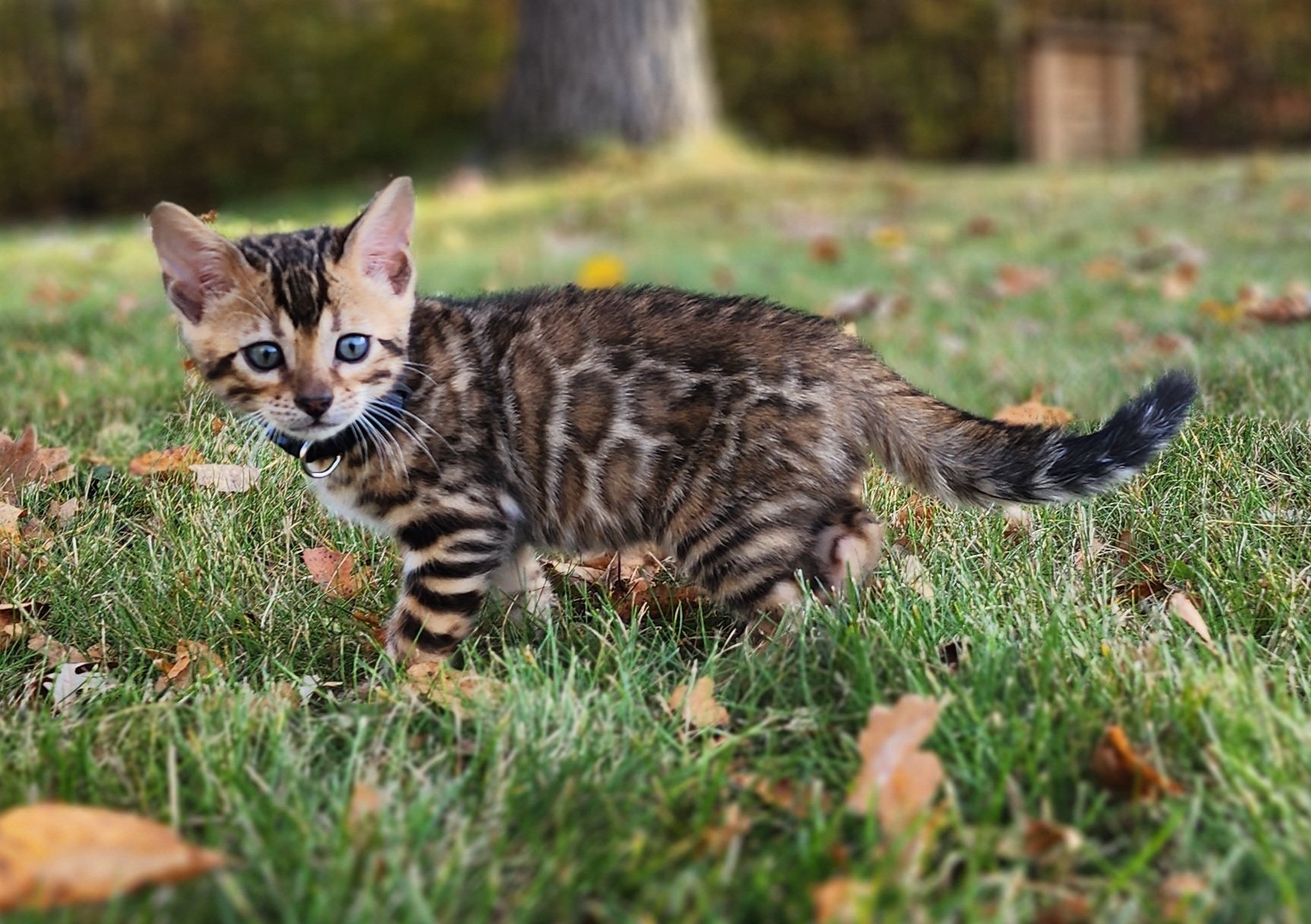 Male Brown/Black Rosette Bengal in Minnesota