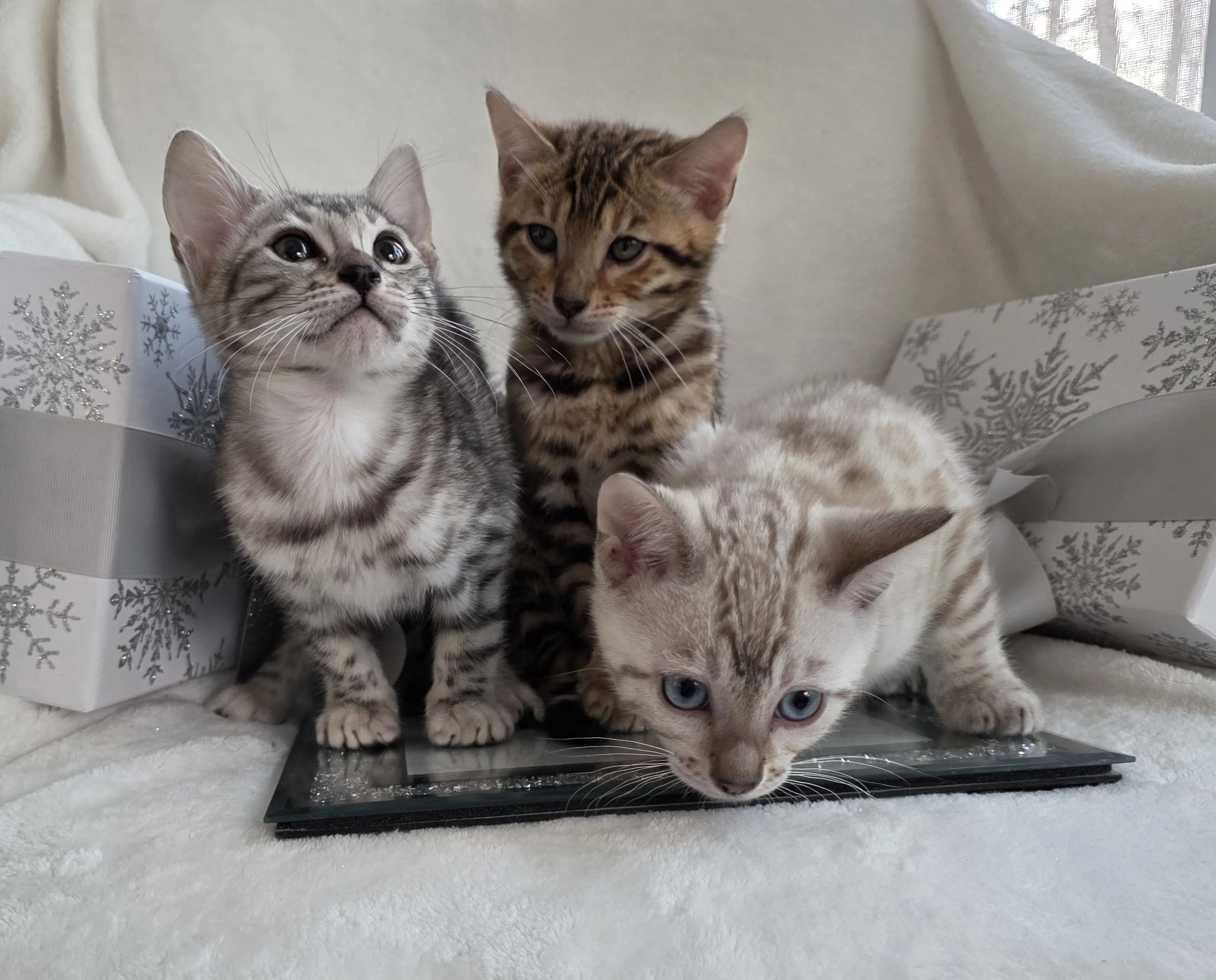 Silver, Brow, and Snow Bengal Kittens