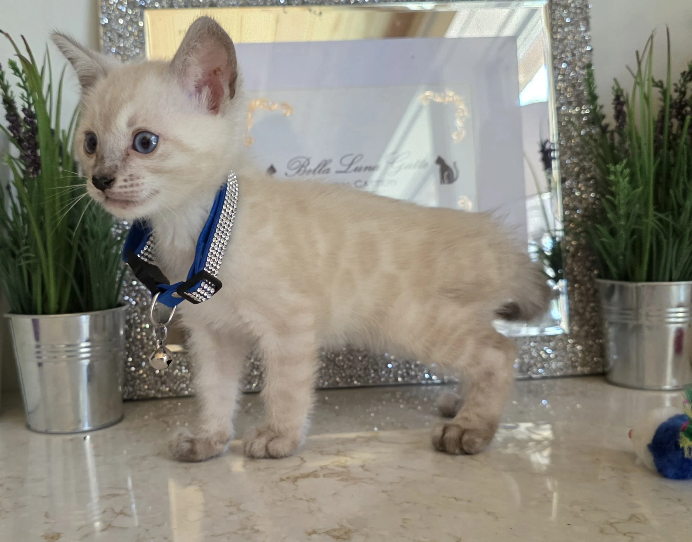 Eight-Week-Old Male Snow Lynx Bengal Kitten
