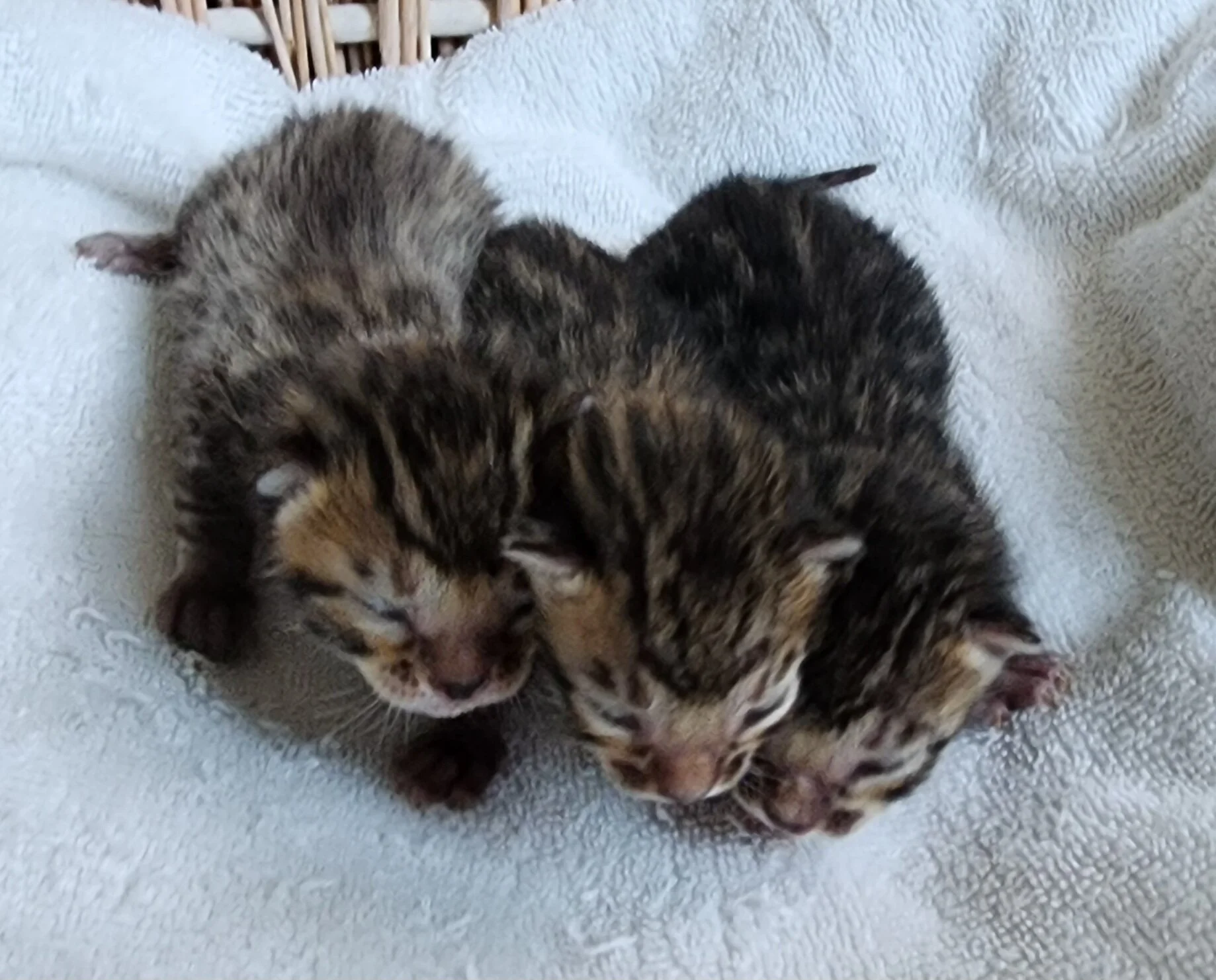 Purebred TICA Registered Male and Female Snow and Brown Rosette Bengal Kitten Available in Minnesota