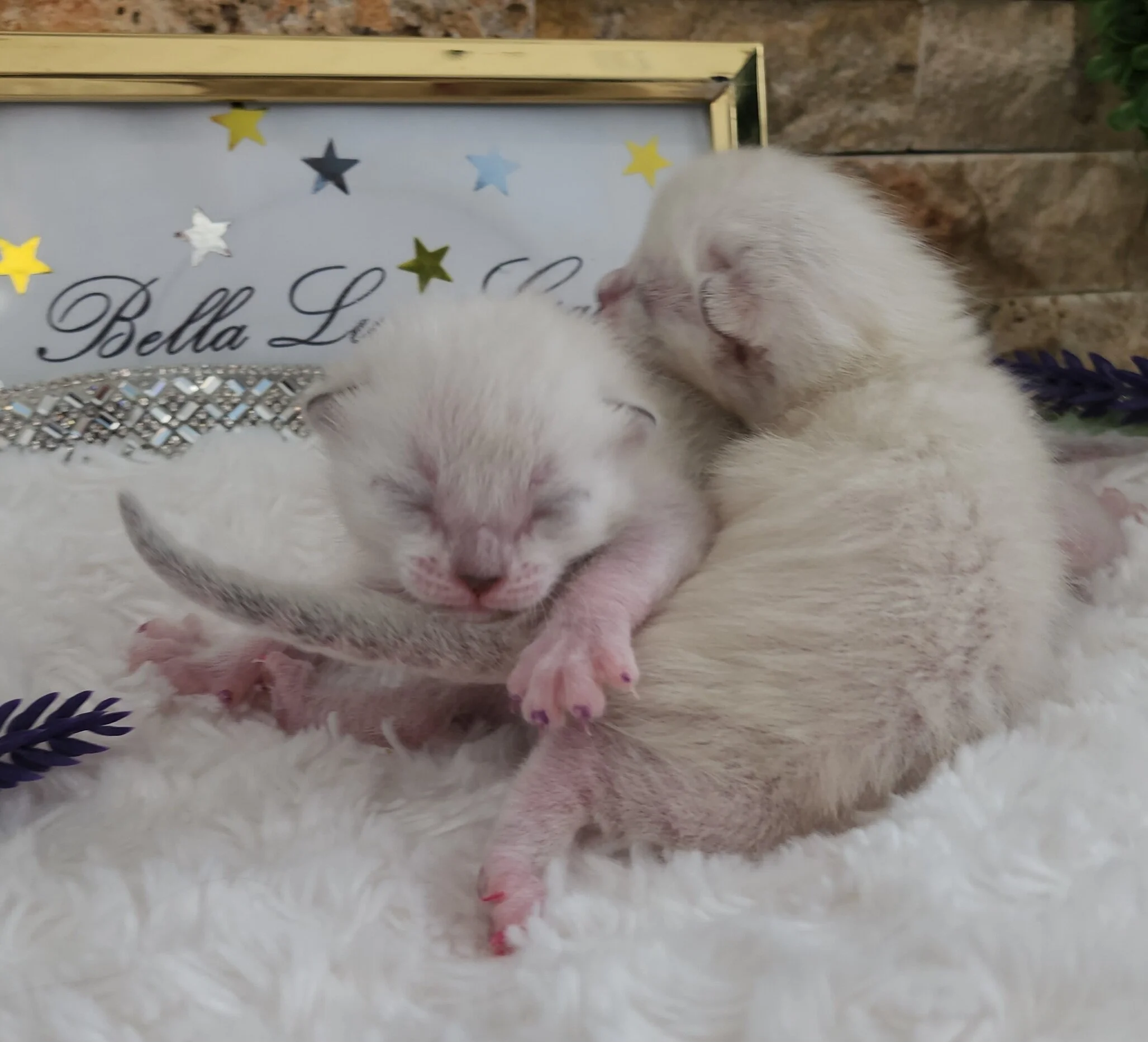 Purebred TICA Registered Snow Rosette Bengal Kittens in Minnesota