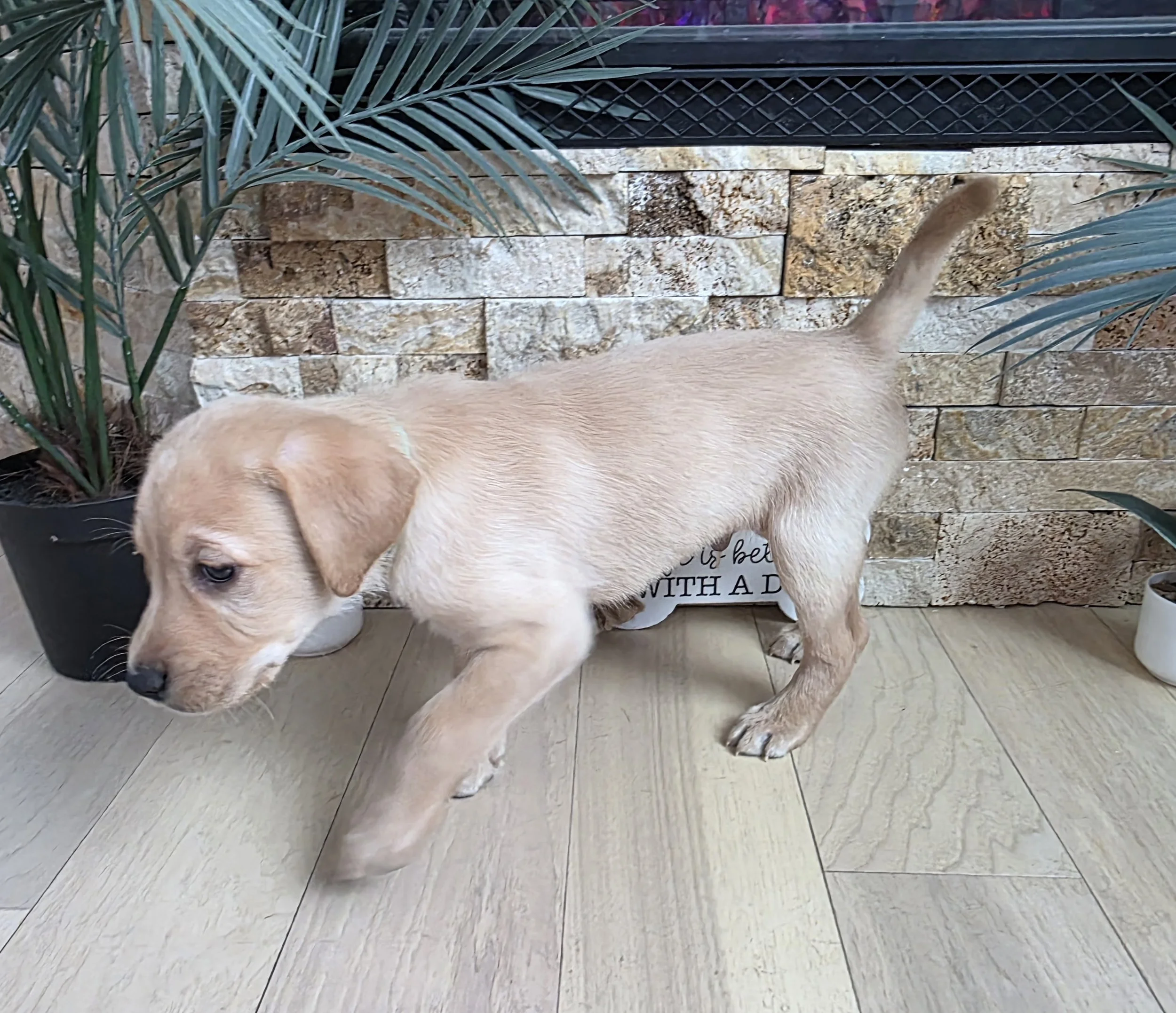 Six-Week-Old Male Yellow/Fox Red Labrador Retriever Puppy