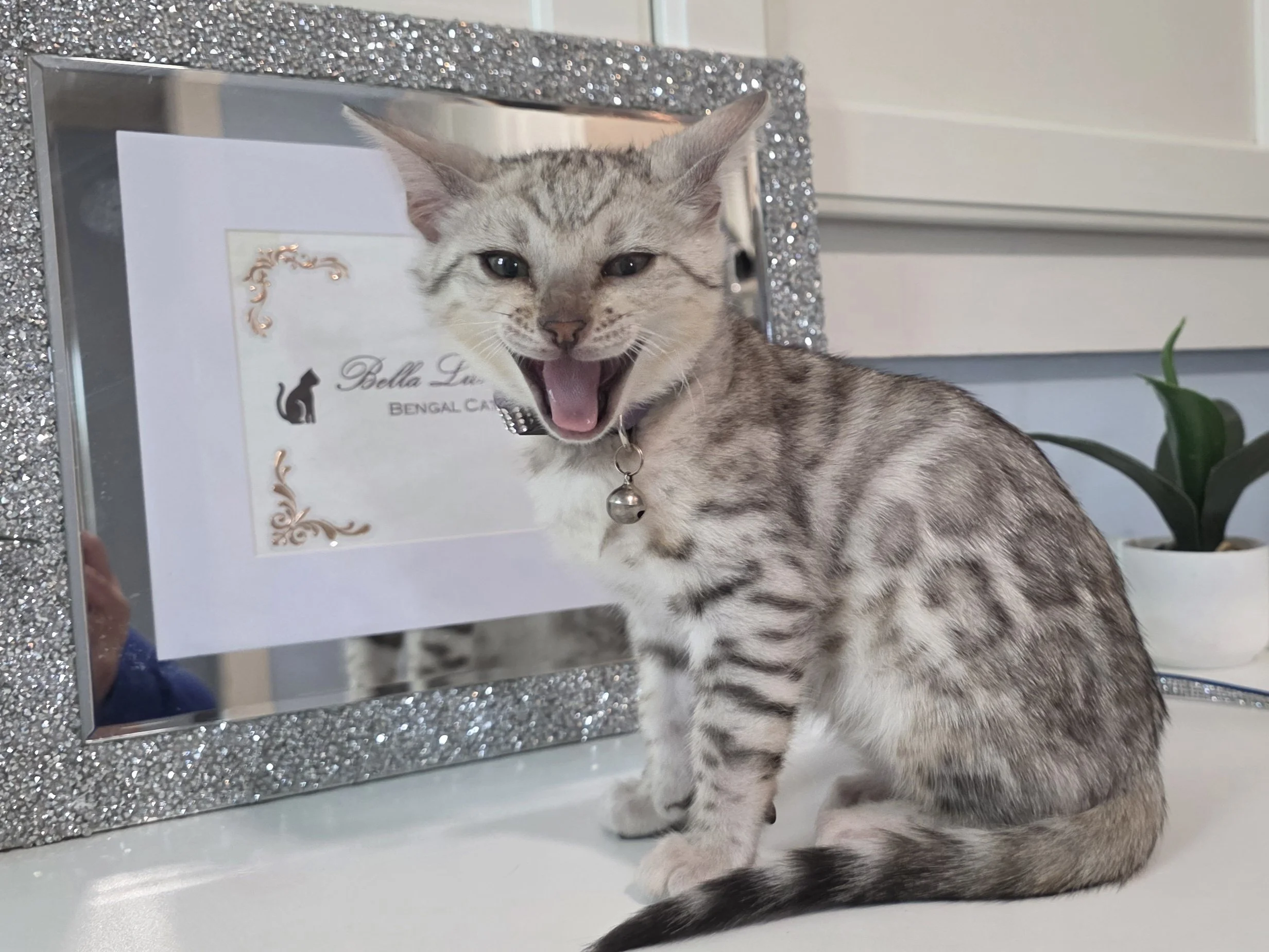 Ten-Week-Old Silver Female Bengal Kitten