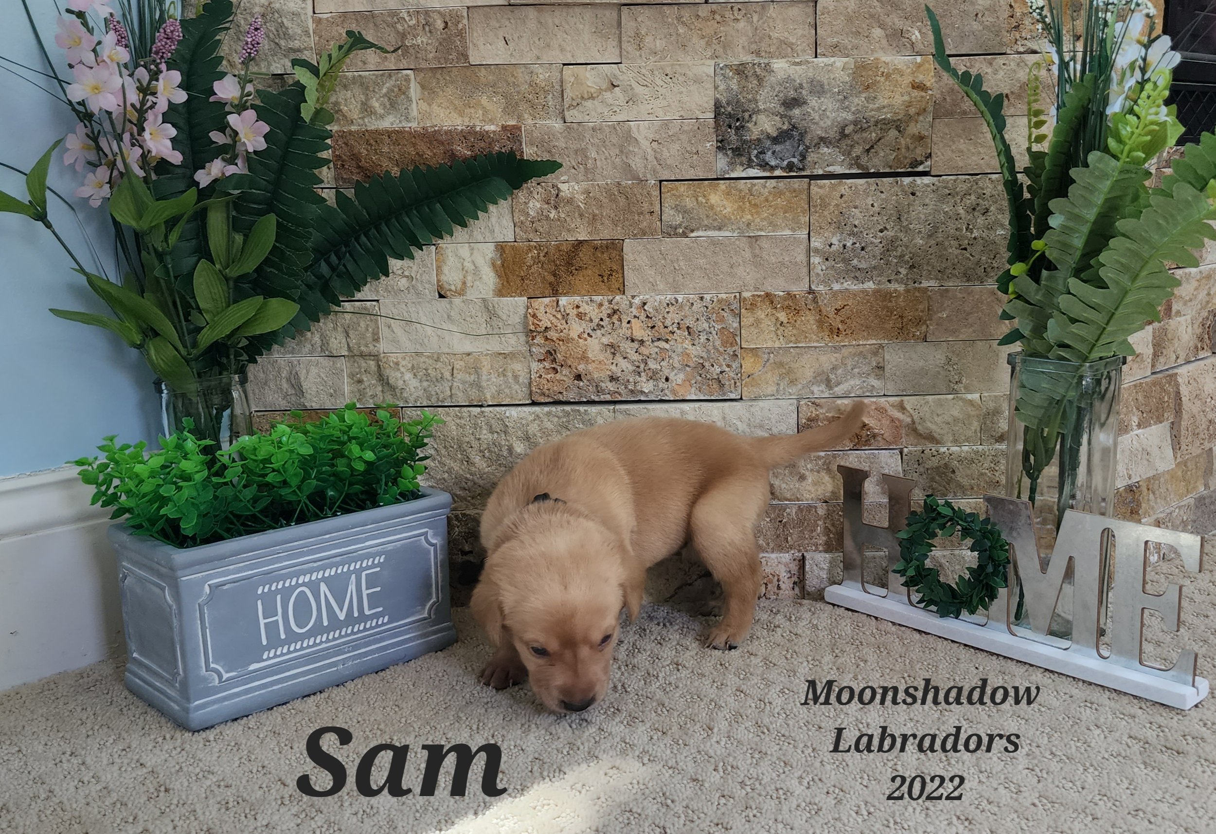Male Yellow Fox Red Labrador Retriever Puppy in Minnesota