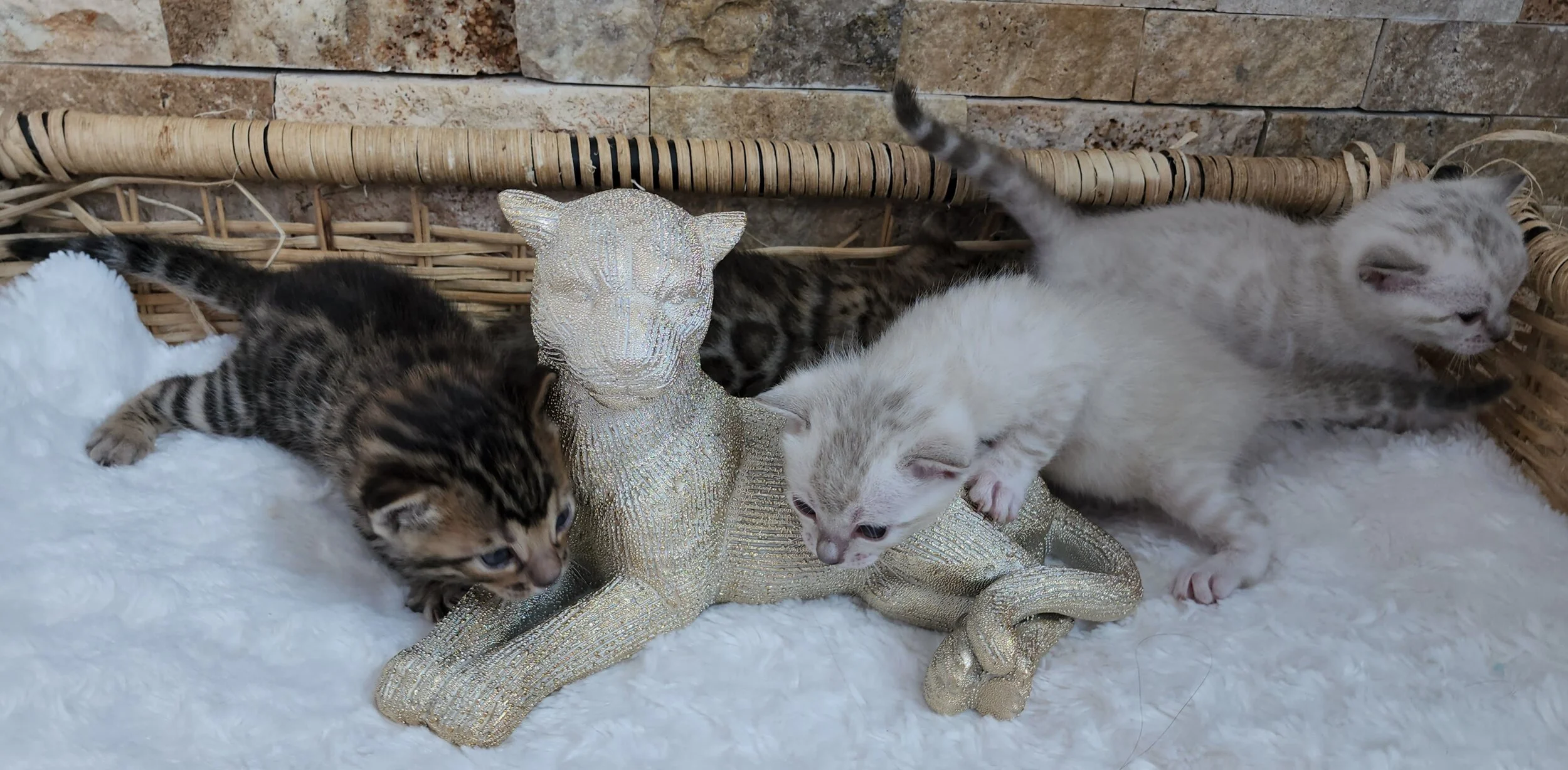 TICA Registered Brown and Snow Rosette Bengal Kittens Available in Minnesota 