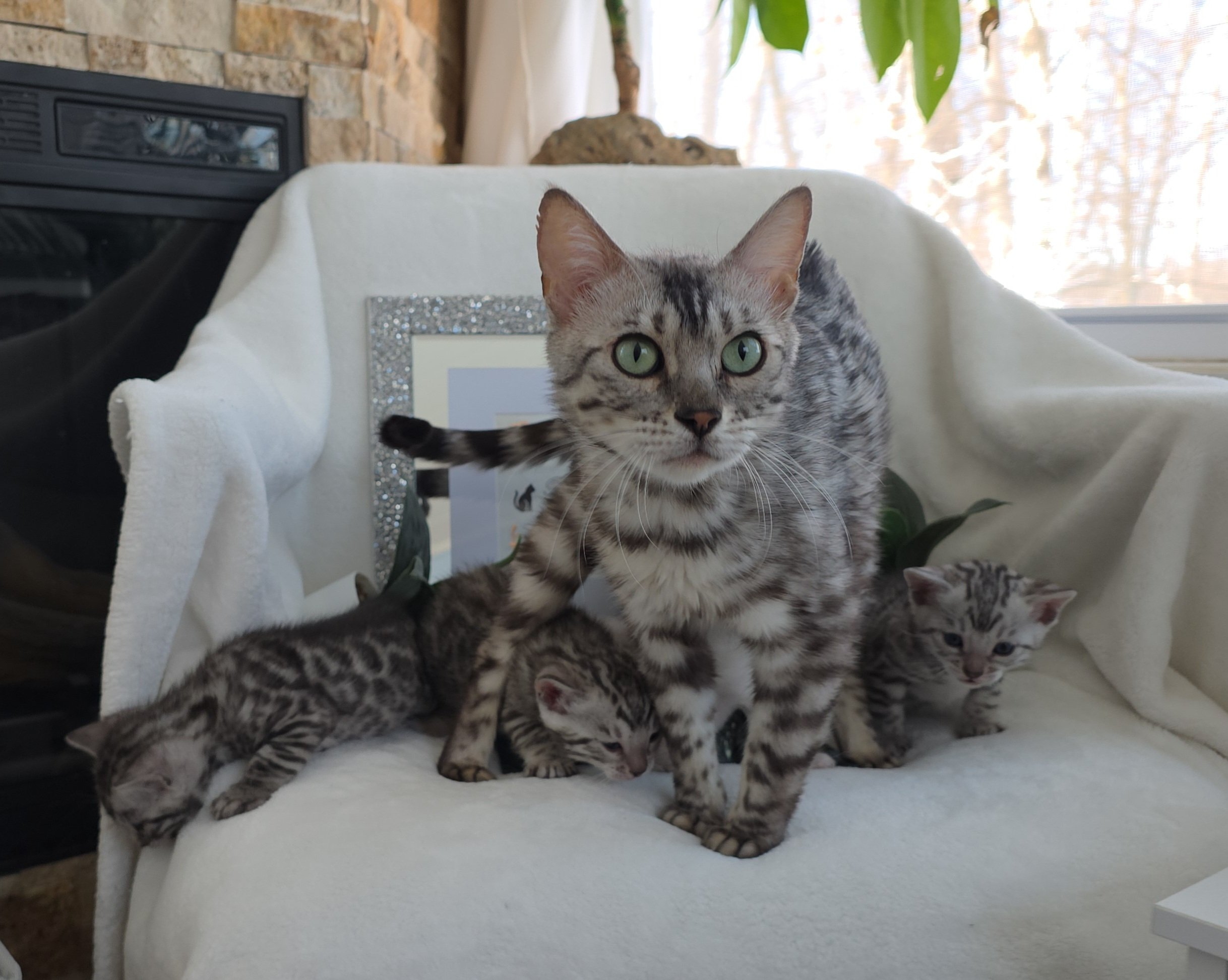 Silver Bengal Cat and Kittens