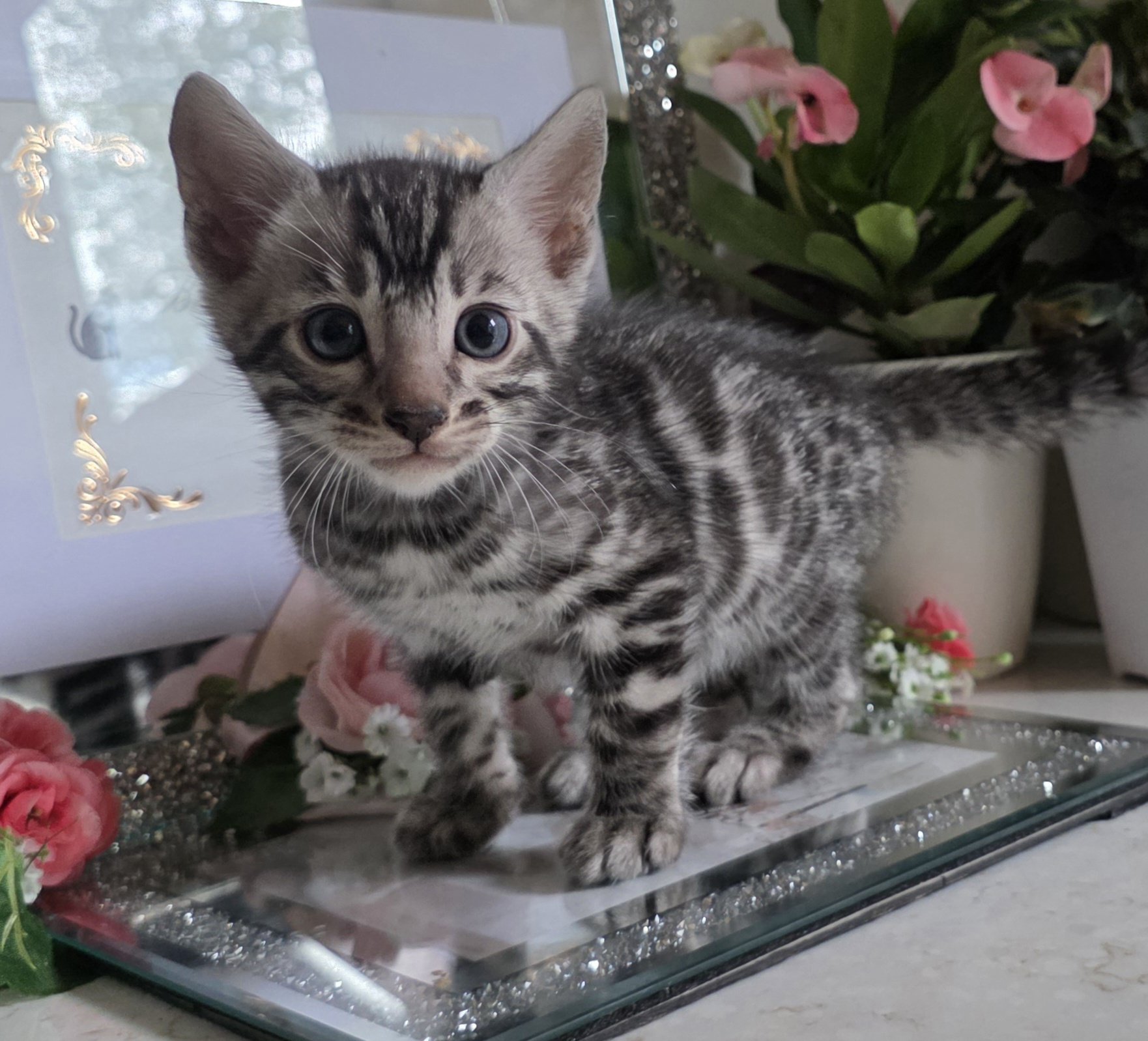 Six-Week-Old Silver Male Bengal Kitten