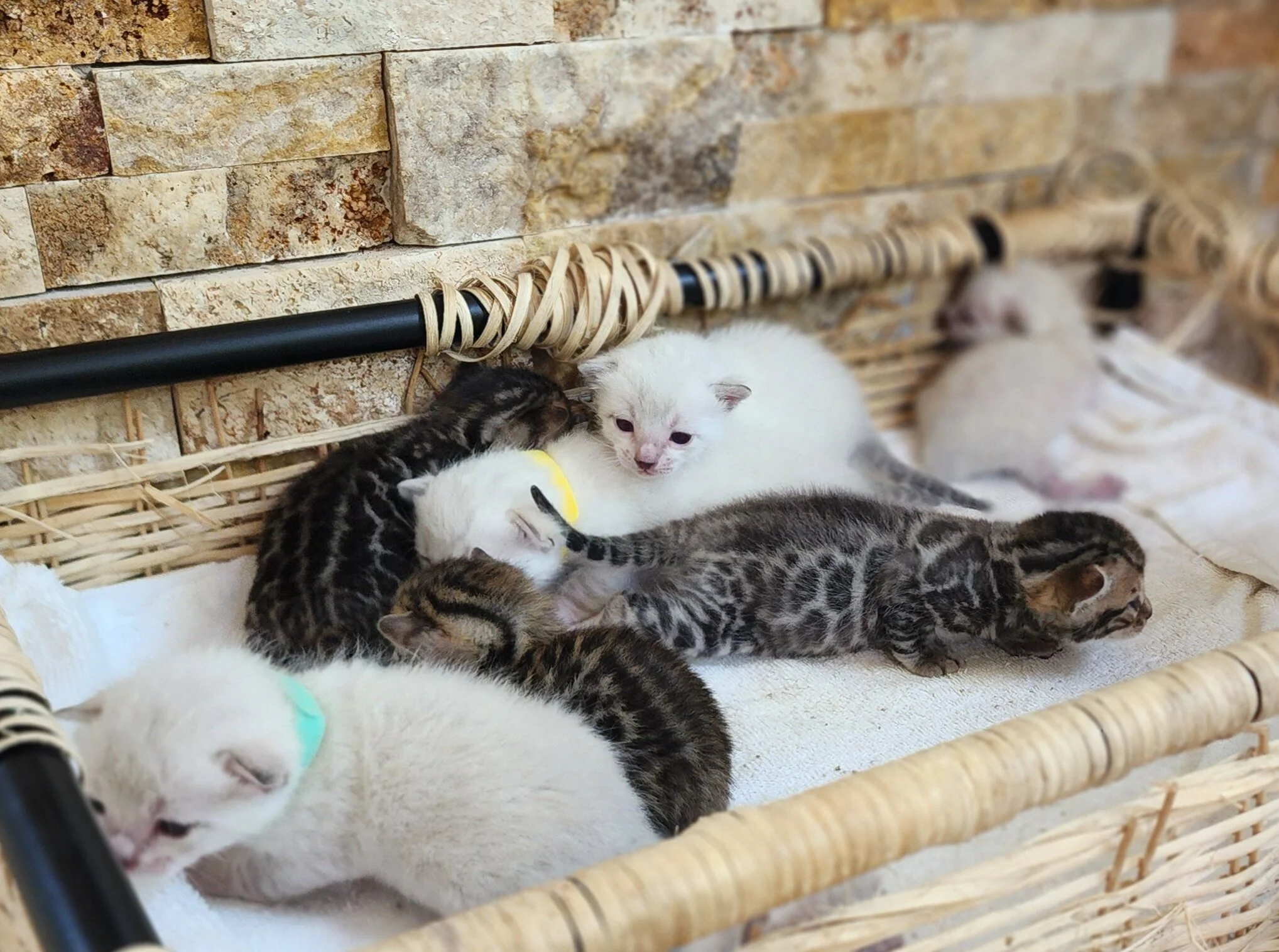 Purebred TICA Registered Male and Female Snow and Brown Rosette Bengal Kitten Available in Minnesota