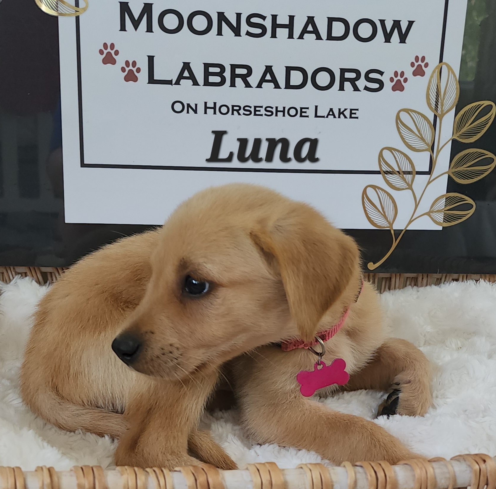 Fox Red Labrador Retriever Puppy