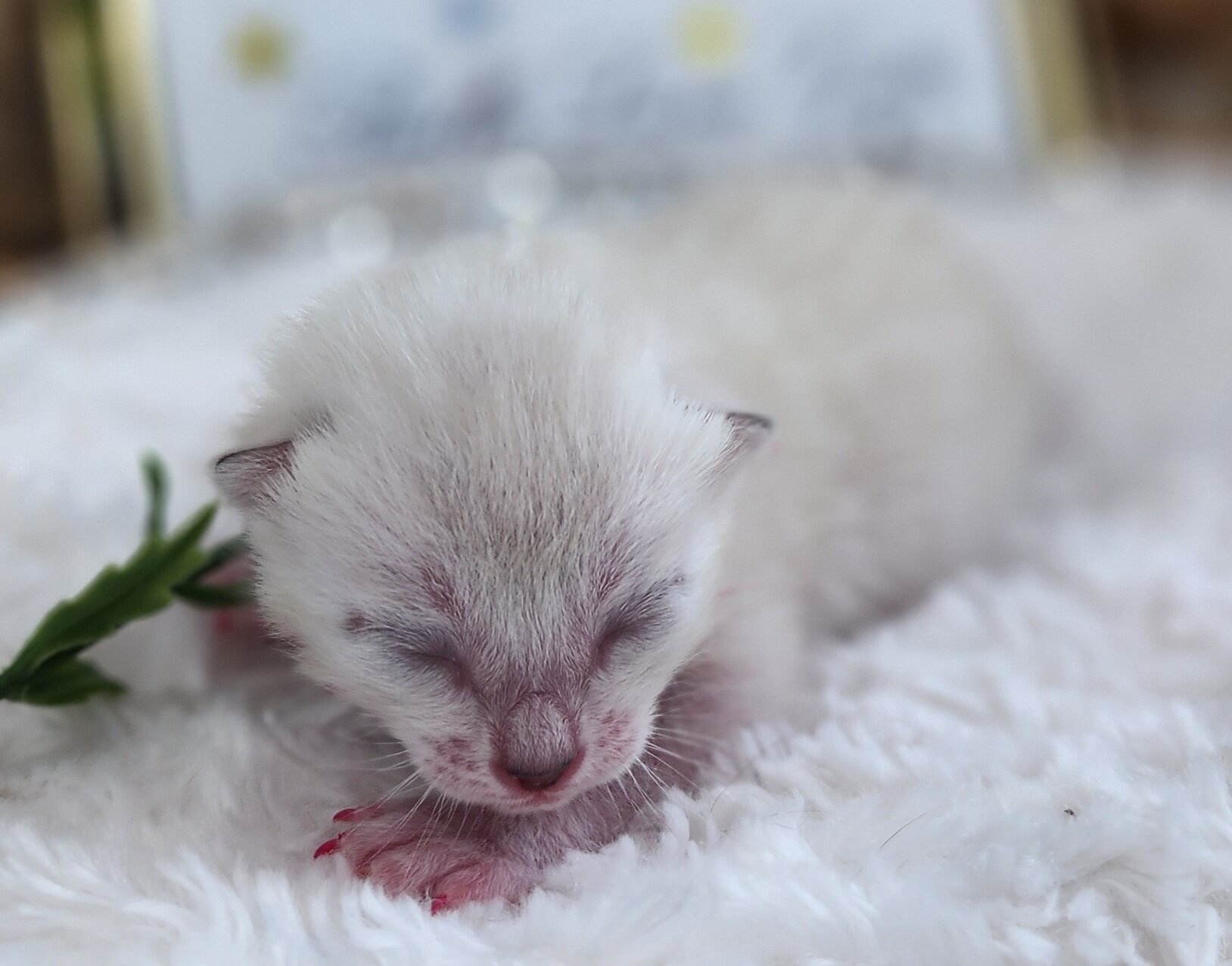 Purebred TICA Registered Female Snow Rosette Bengal Kitten in Minnesota