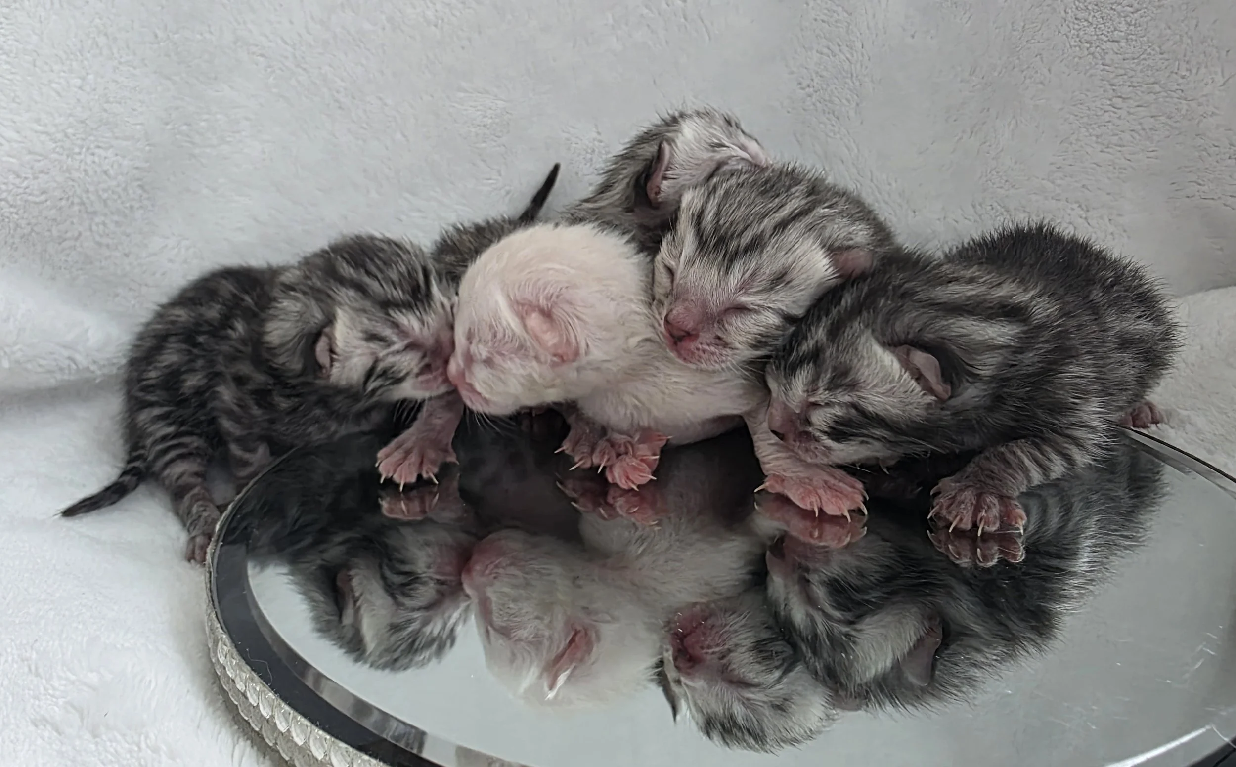 Purebred and Registered Bengal Kittens from Health Tested Parents - In Home & Family Raised