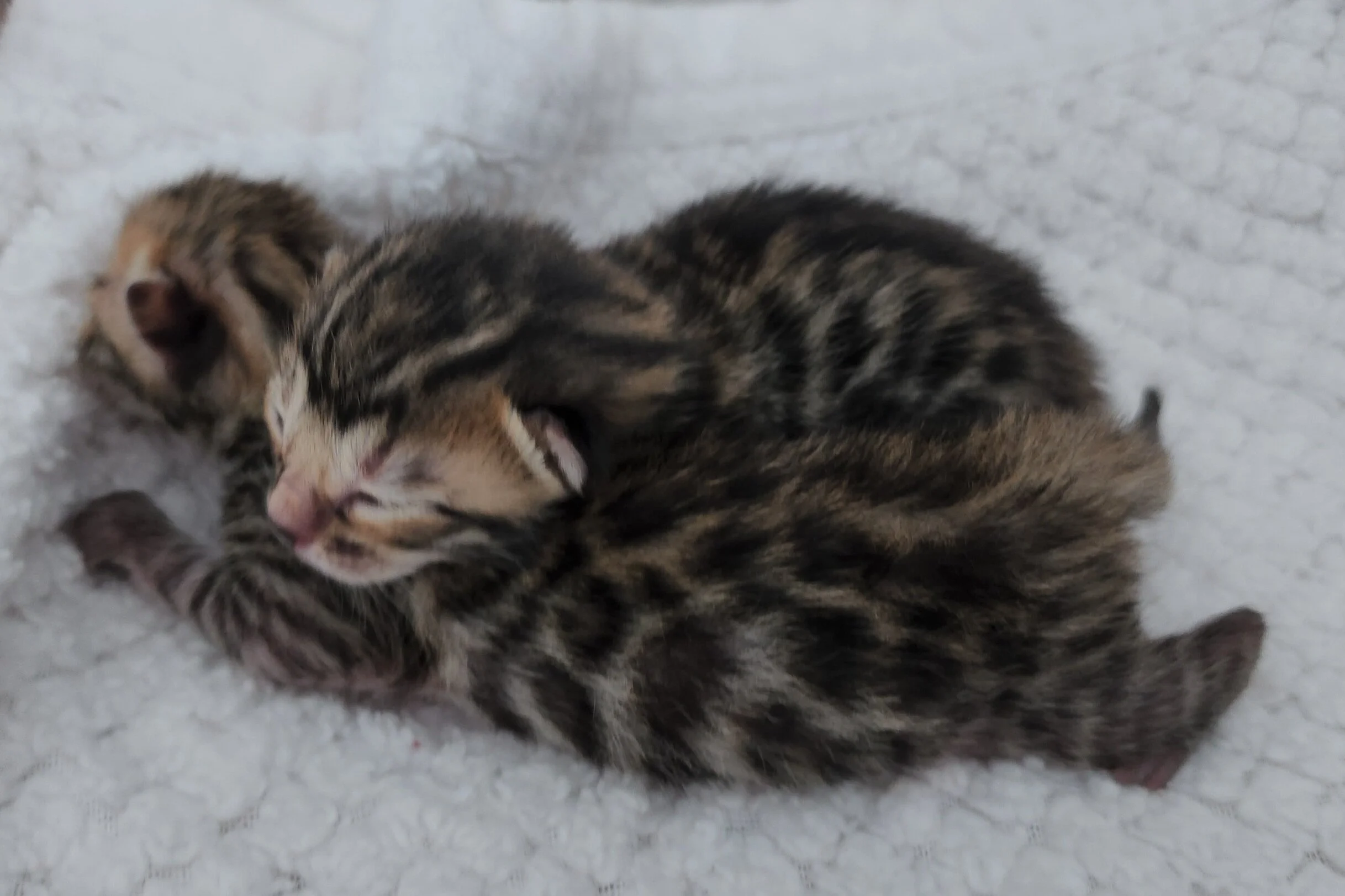 Brown and Snow Rosette Bengal Kittens Available in Minnesota 
