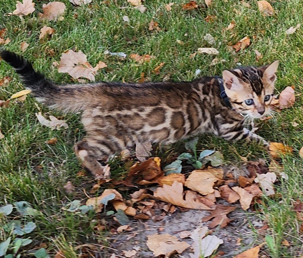 Male Brown/Black Rosette Bengal in Minnesota