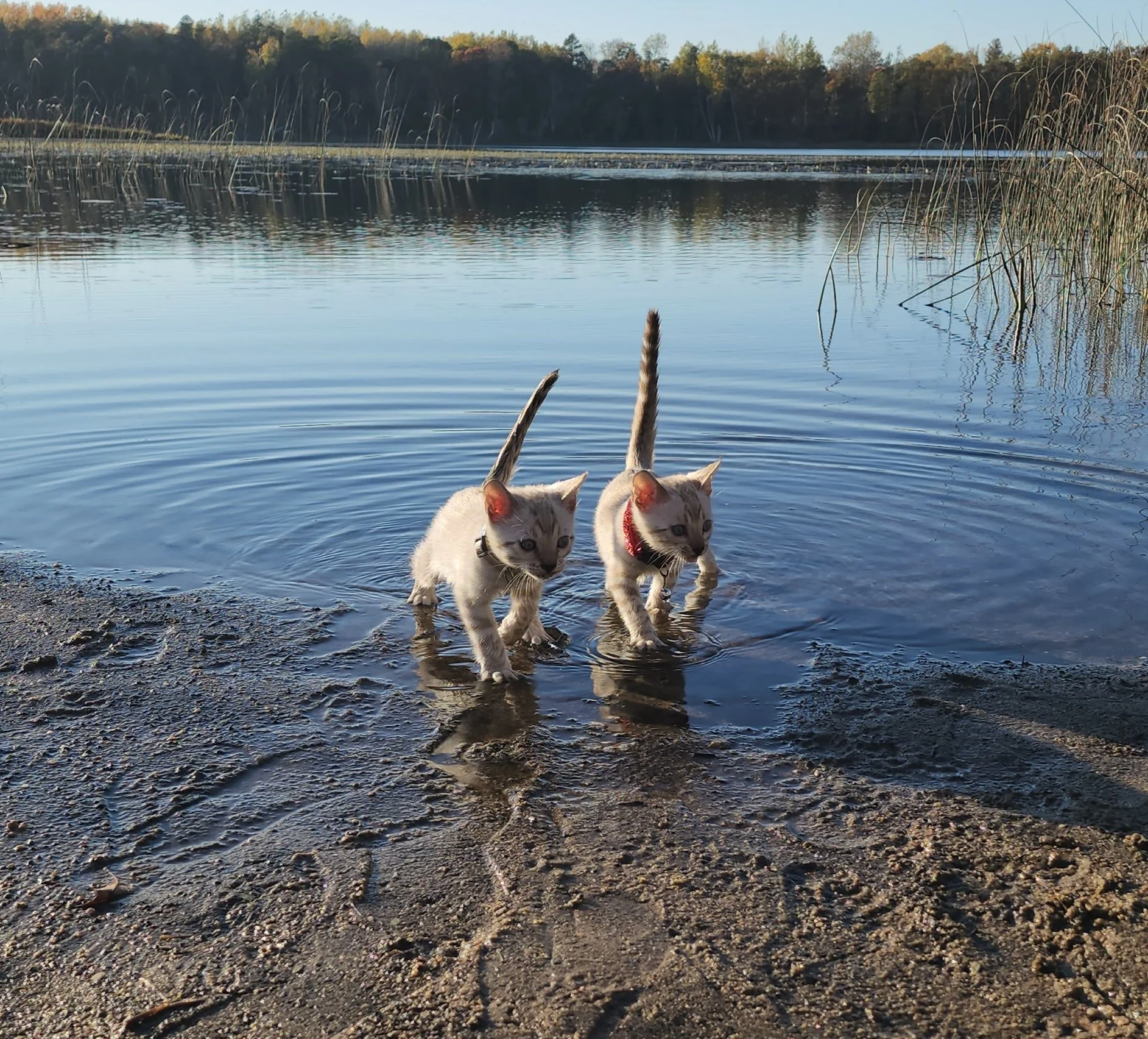 Male Snow Bengal in Minnesota