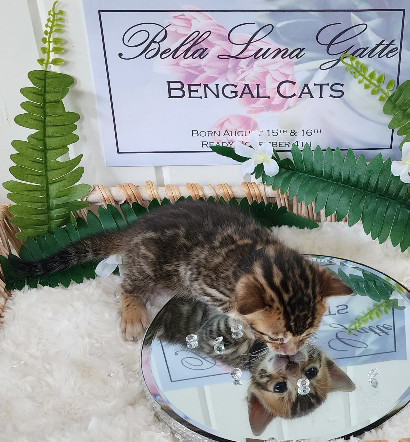 Male Brown/Black Rosette Bengal in Minnesota