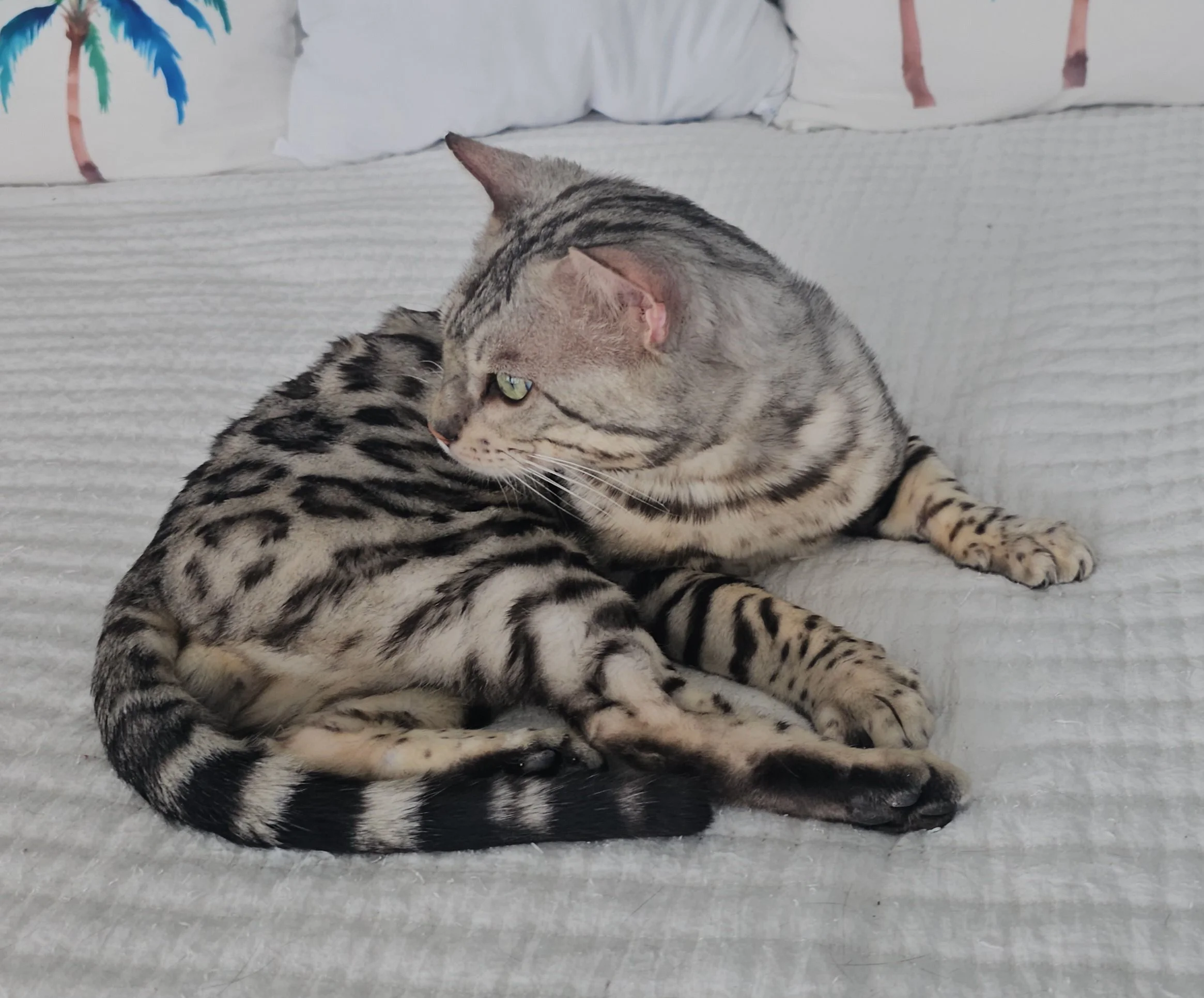 Purebred TICA Registered Male Silver Bengal Cat 