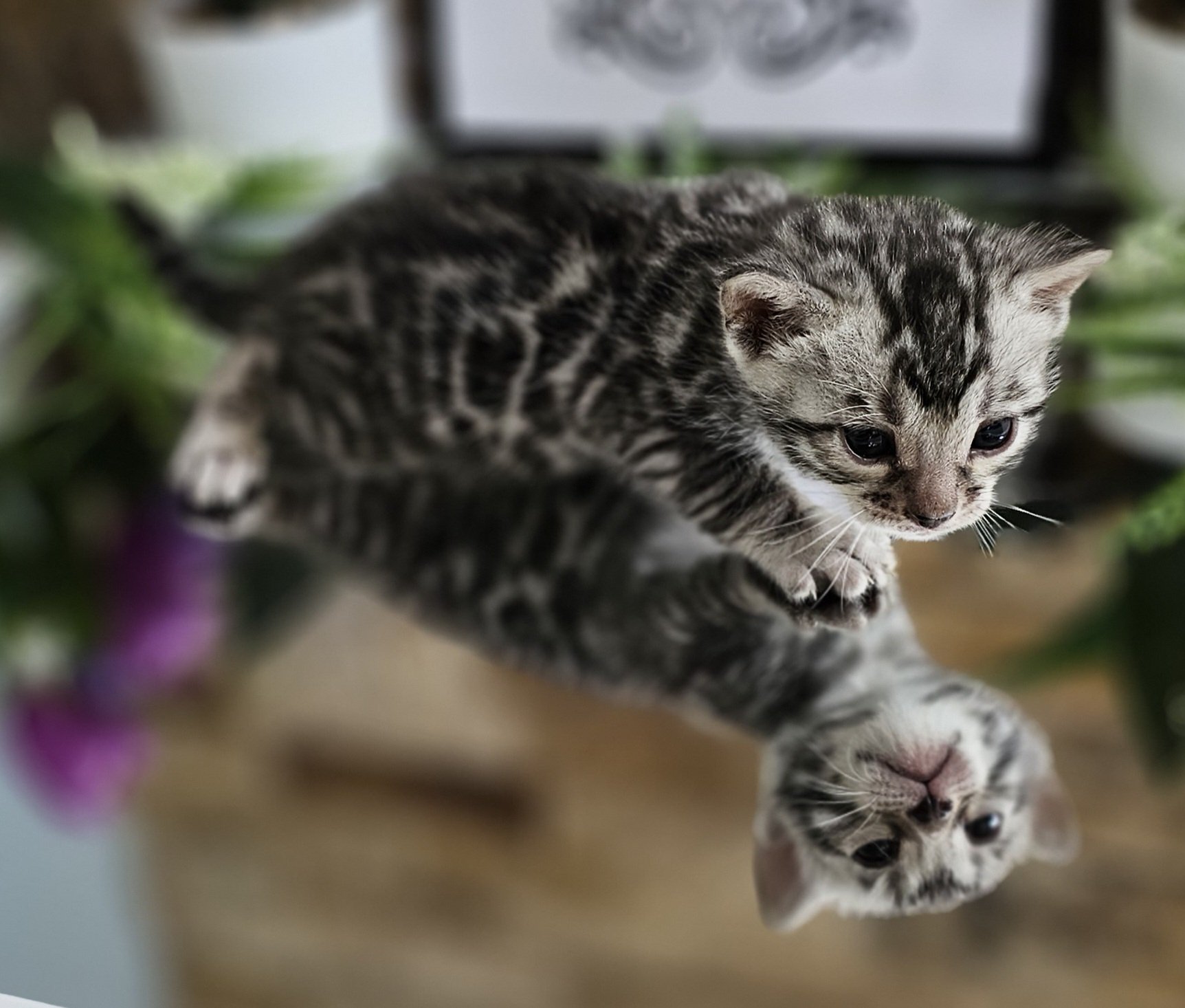 Purebred TICA Registered Female Silver Rosette Bengal Kitten in Minnesota