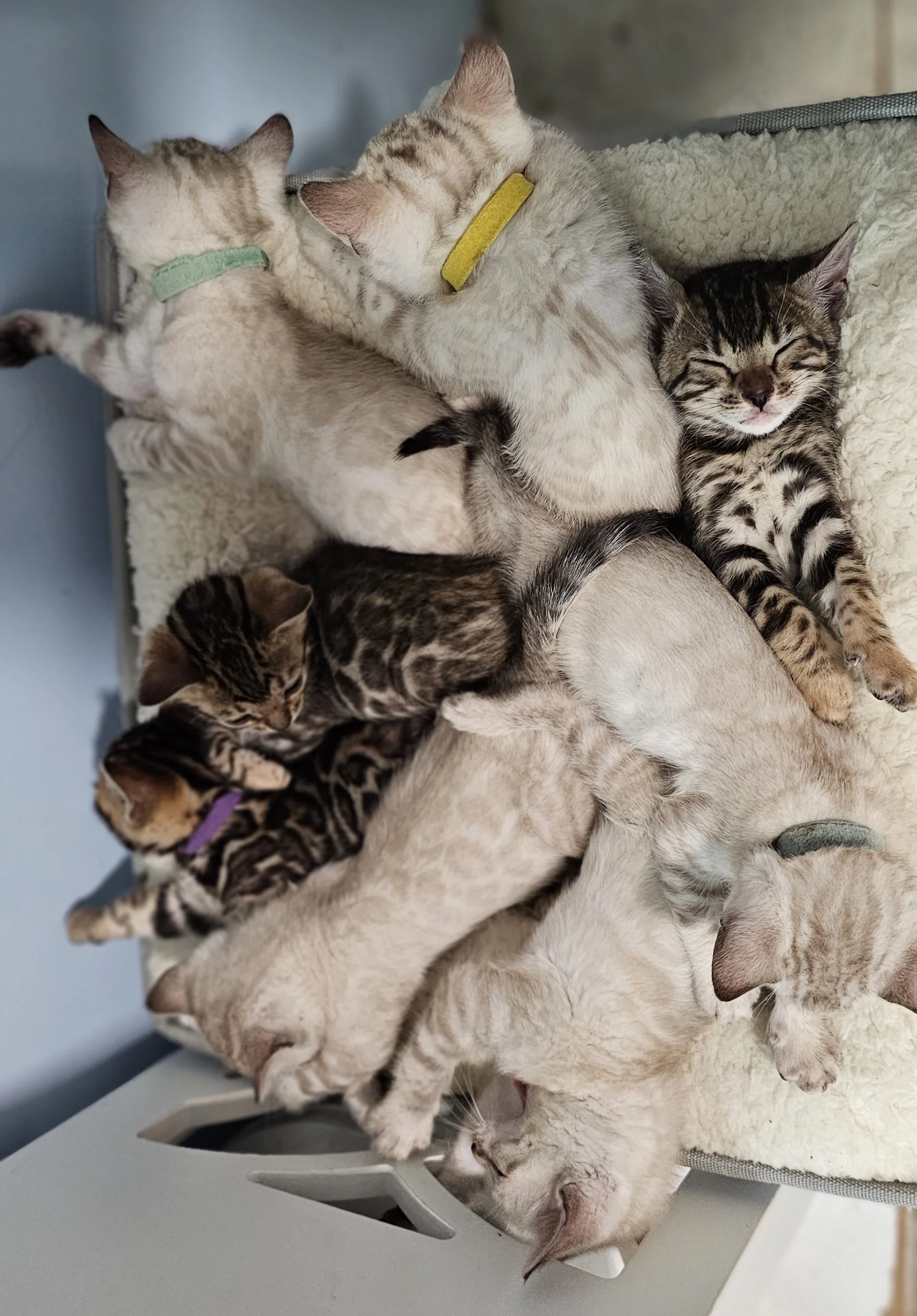 Purebred TICA Registered Male and Female Snow and Brown Rosette Bengal Kitten Available in Minnesota