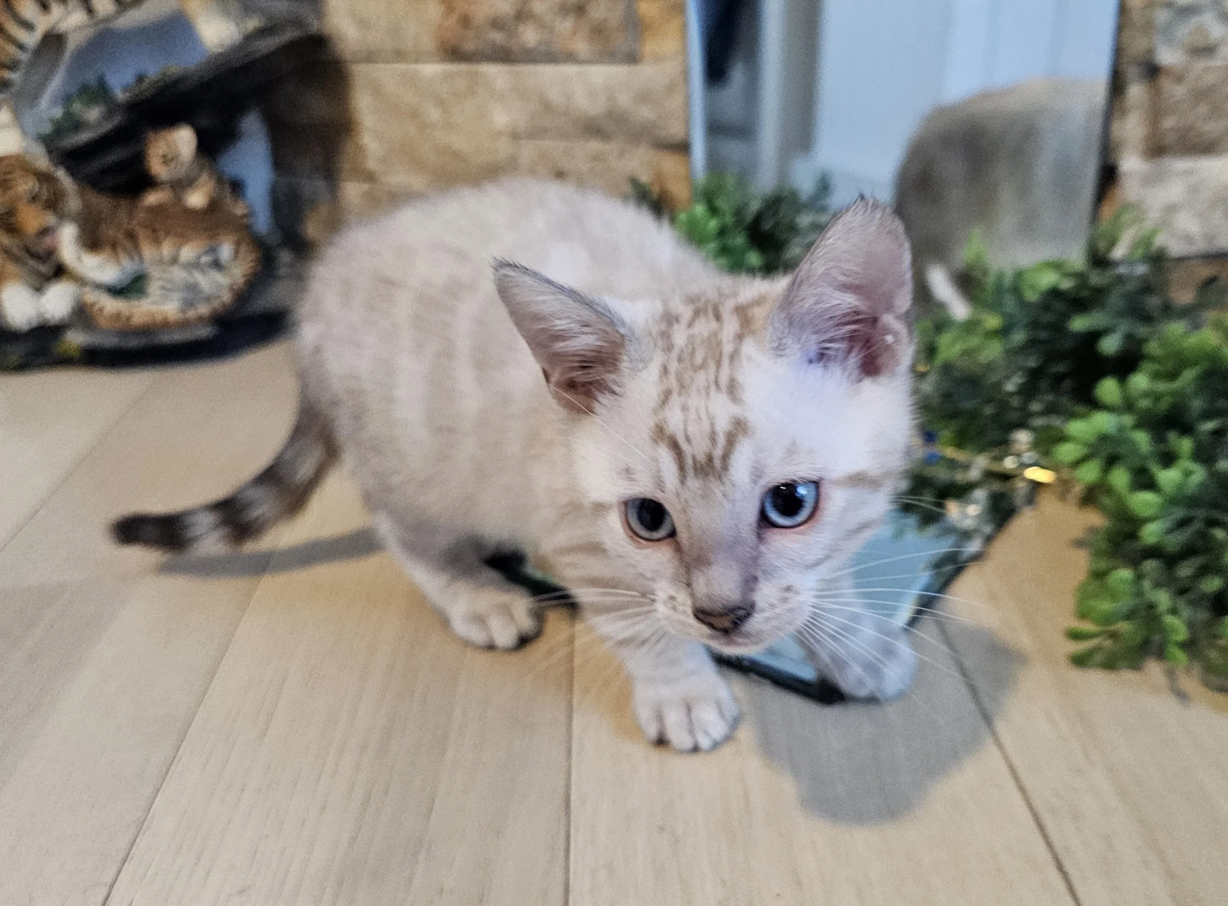 Ten-Week-Old Male Snow Lynx Bengal Kitten
