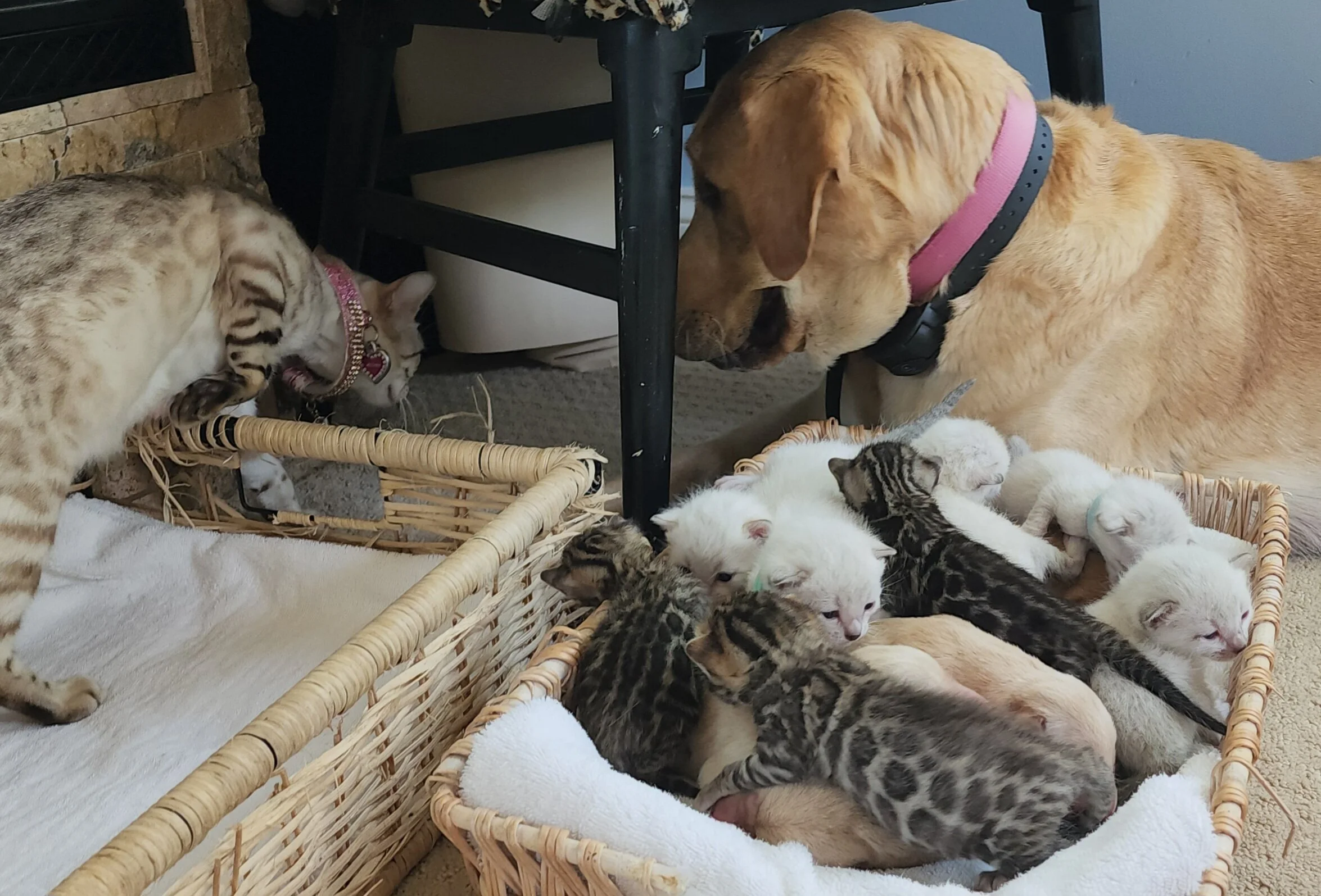 Purebred TICA Registered Male and Female Snow and Brown Rosette Bengal Kitten Available in Minnesota
