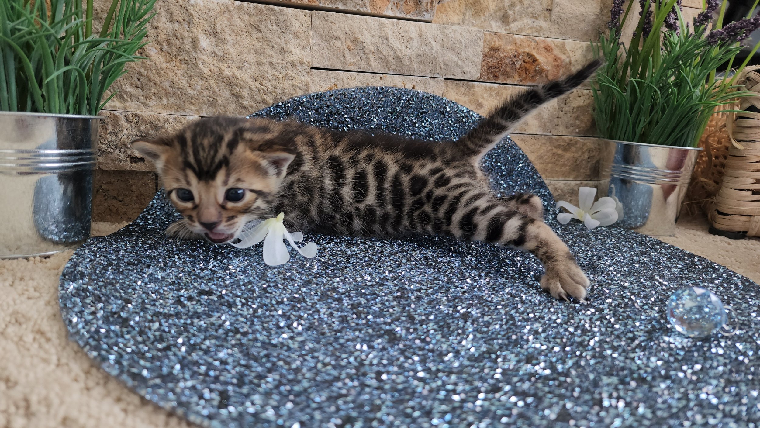 Purebred TICA Registered Male Brown Rosette Bengal Kitten Available in Minnesota