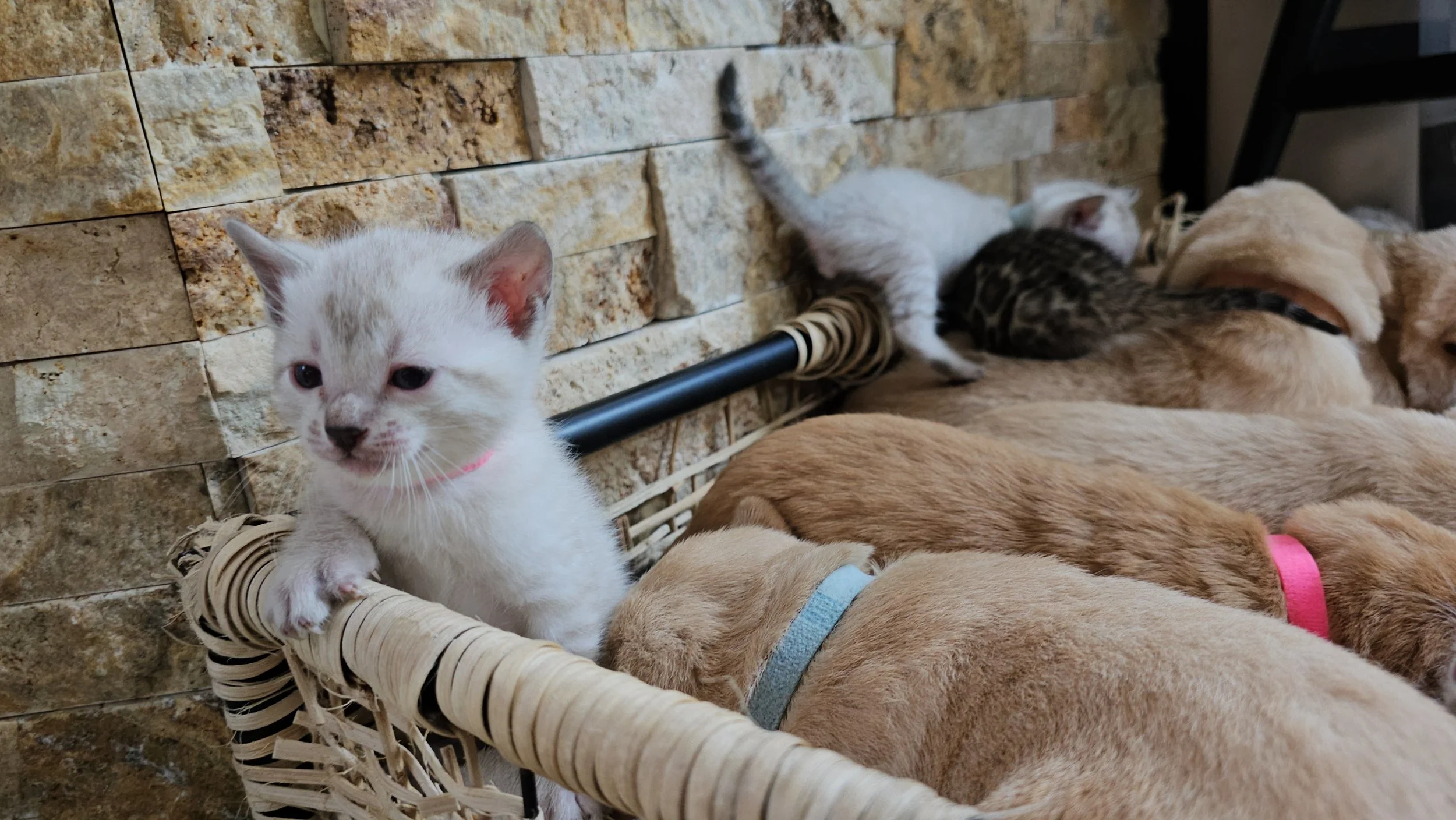 Labrador Retriever Puppies and Bengal Kittens