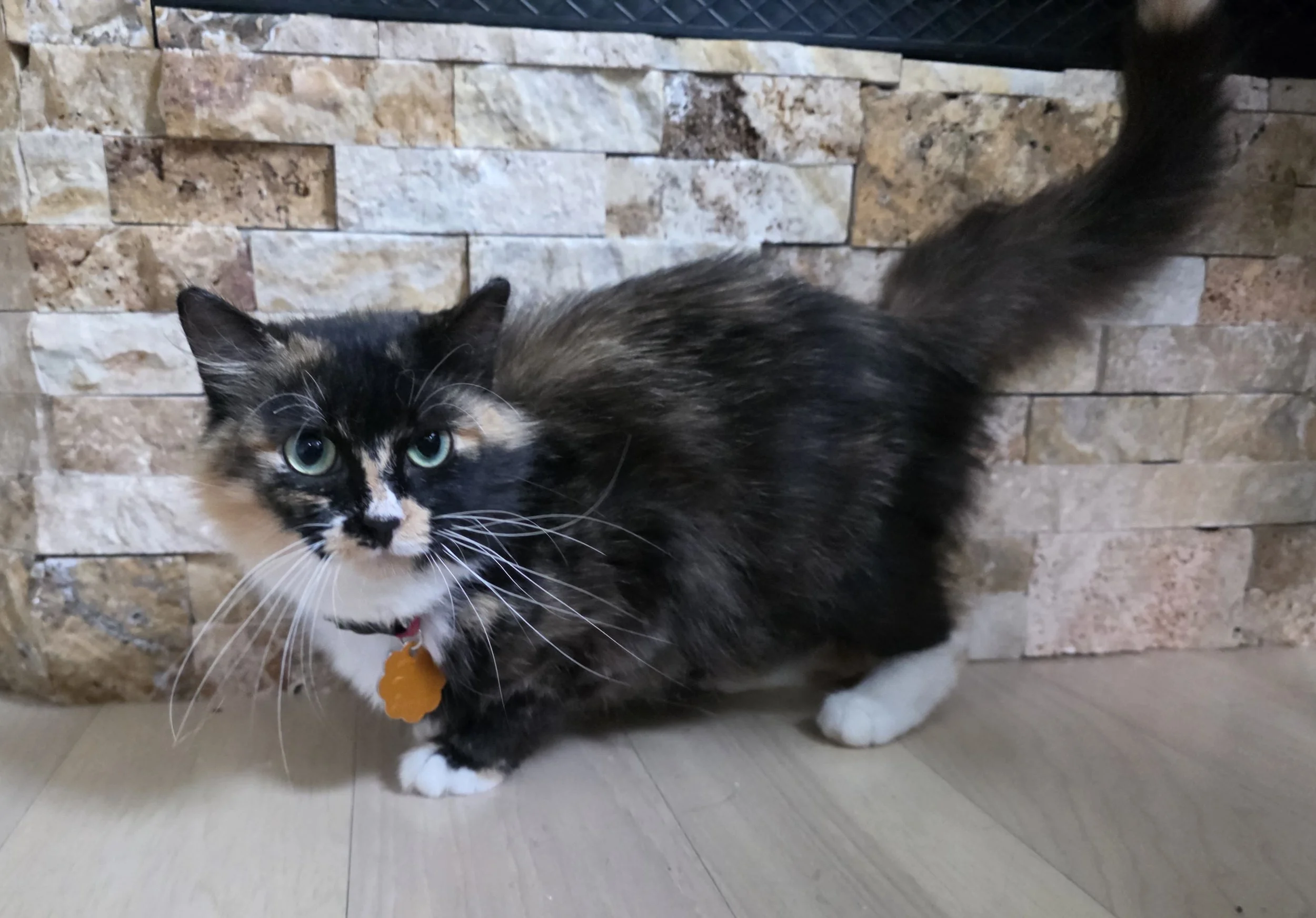 Female Tortoiseshell/Calico "Tortico" Cat for Adoption